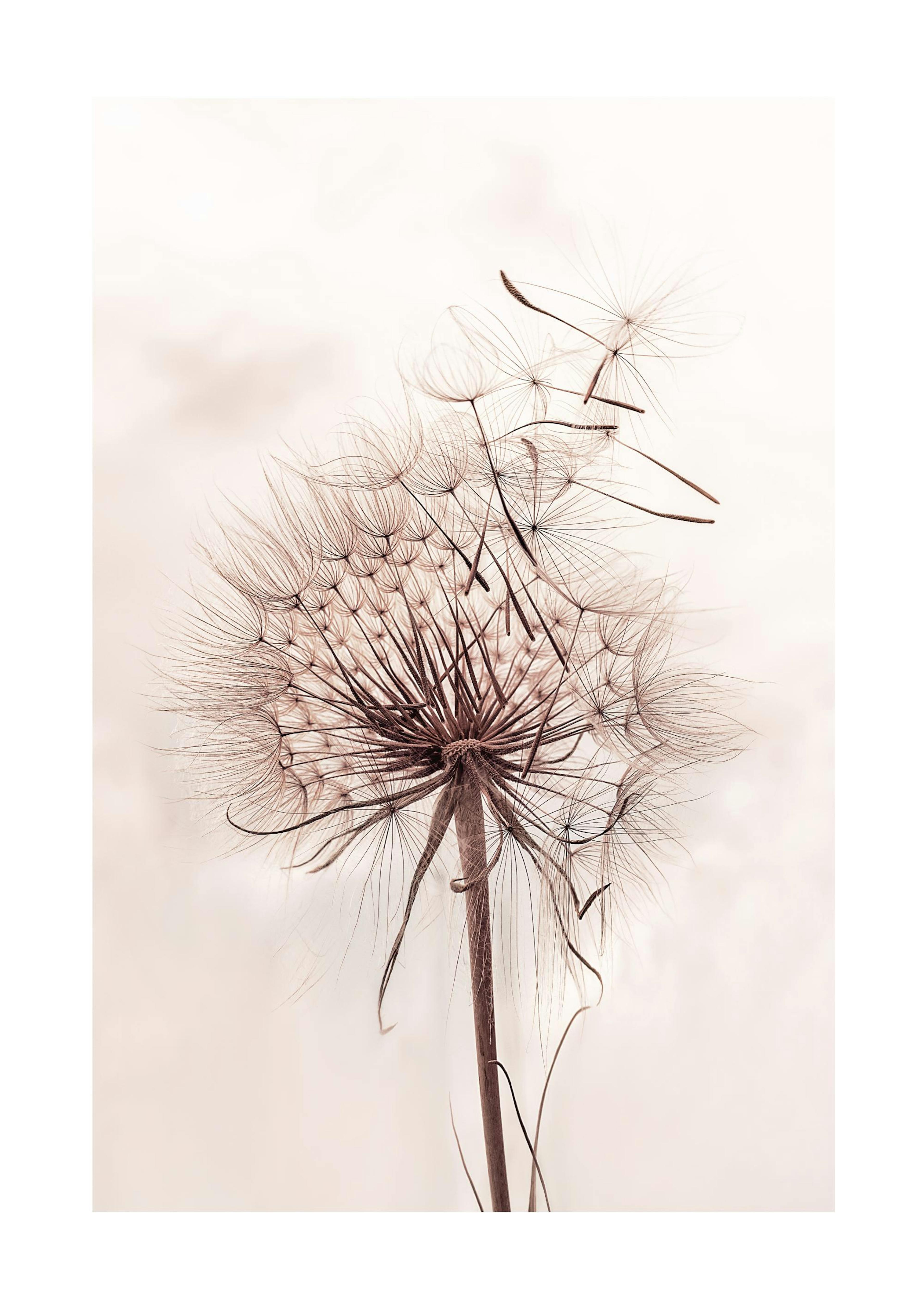 Delicate Dandelion Poster 0