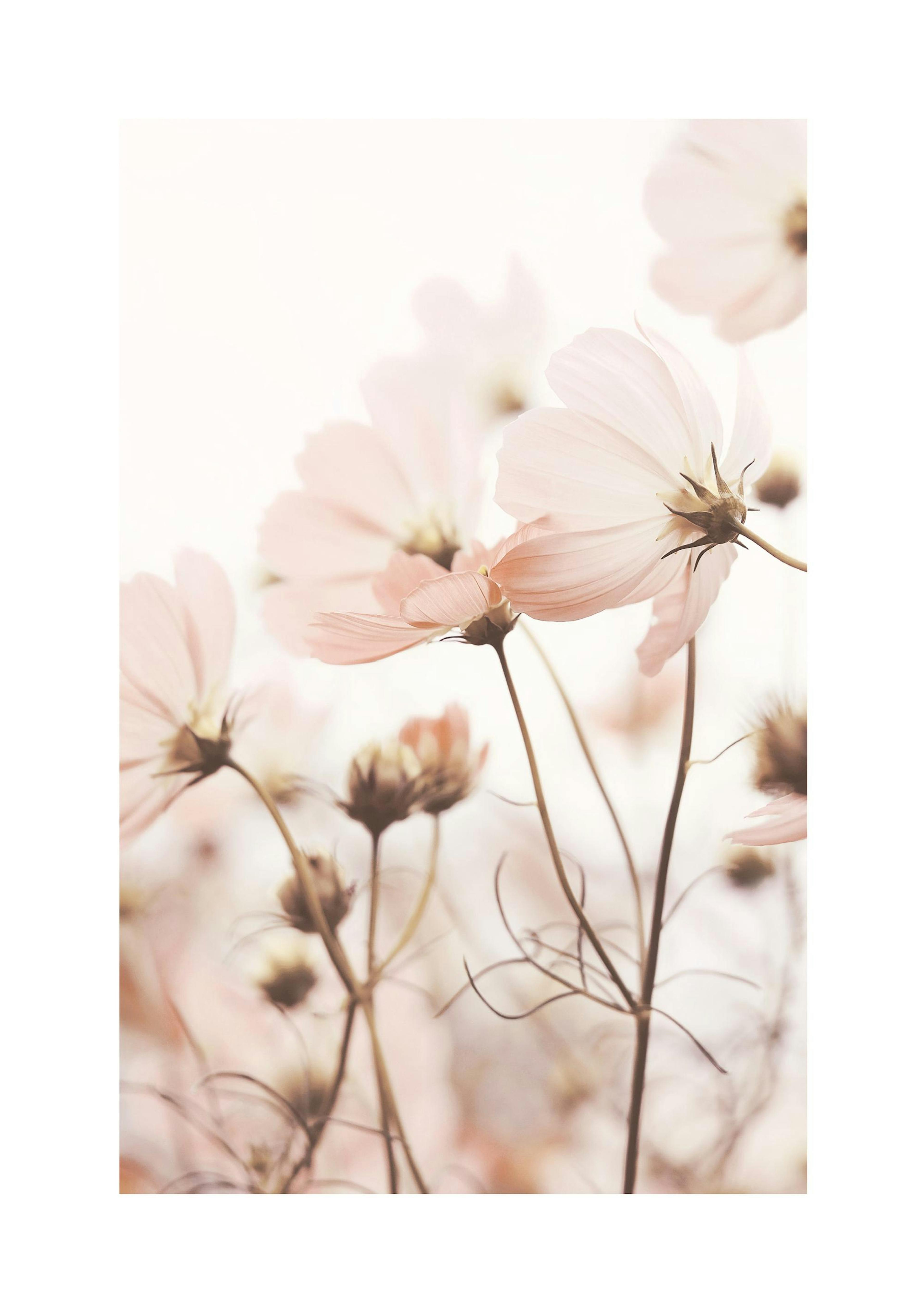 Pink Cosmos Flowers Print