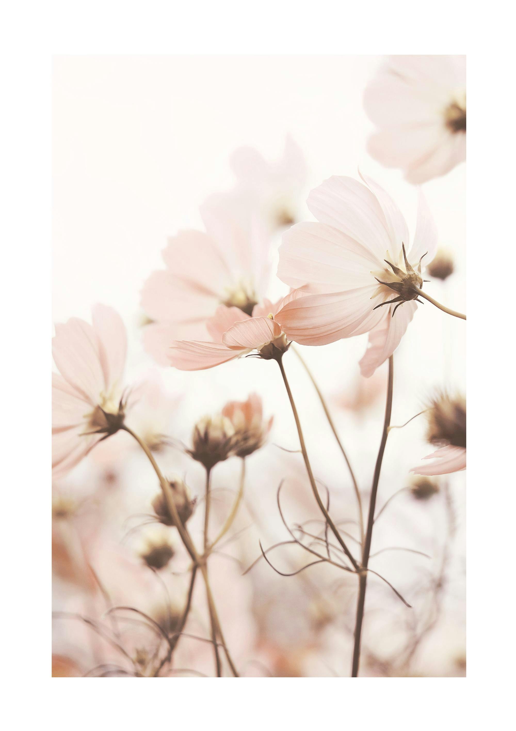 Pink Cosmos Flowers Print 0