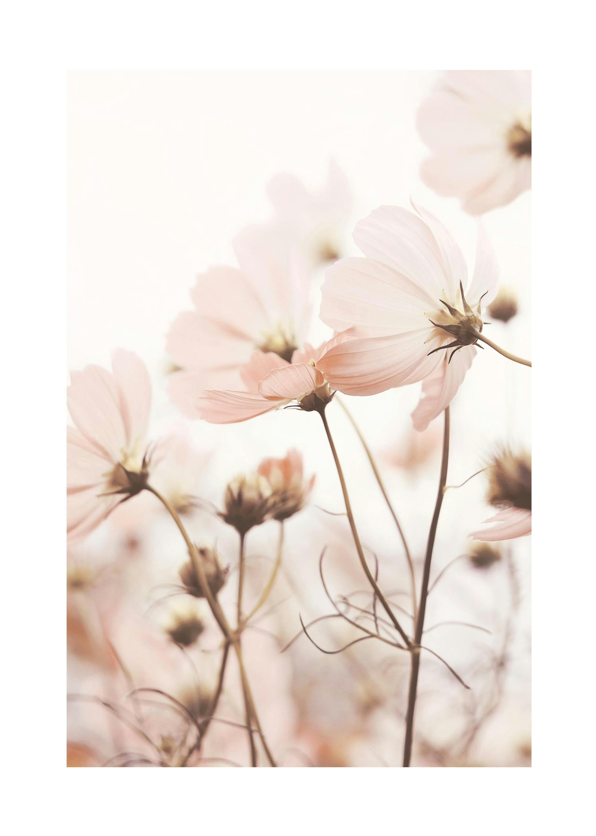 Prints - Pink Cosmos Flowers Print (50x70 cm) - Floral prints