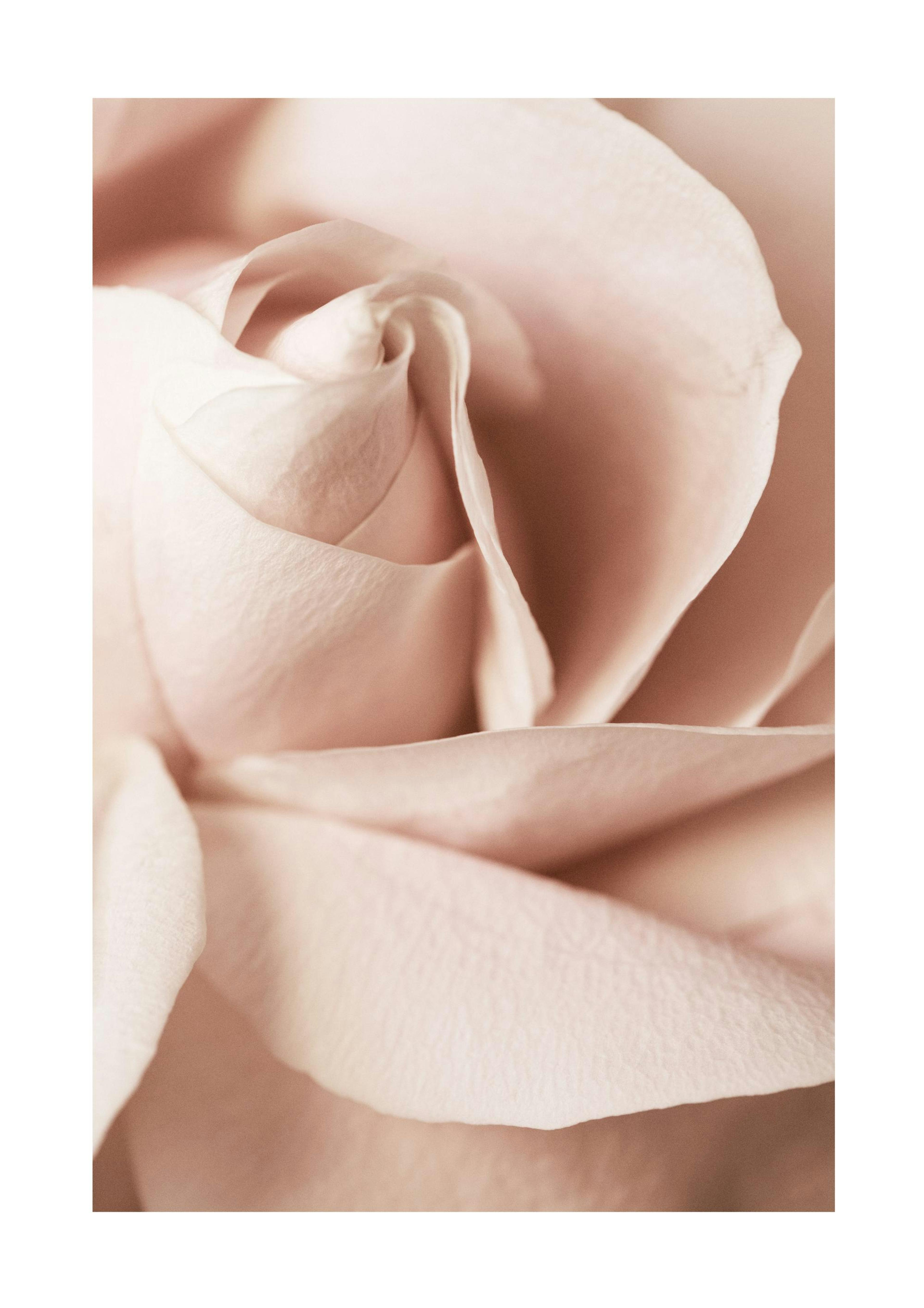 Blush Pink Rose Affiche 0