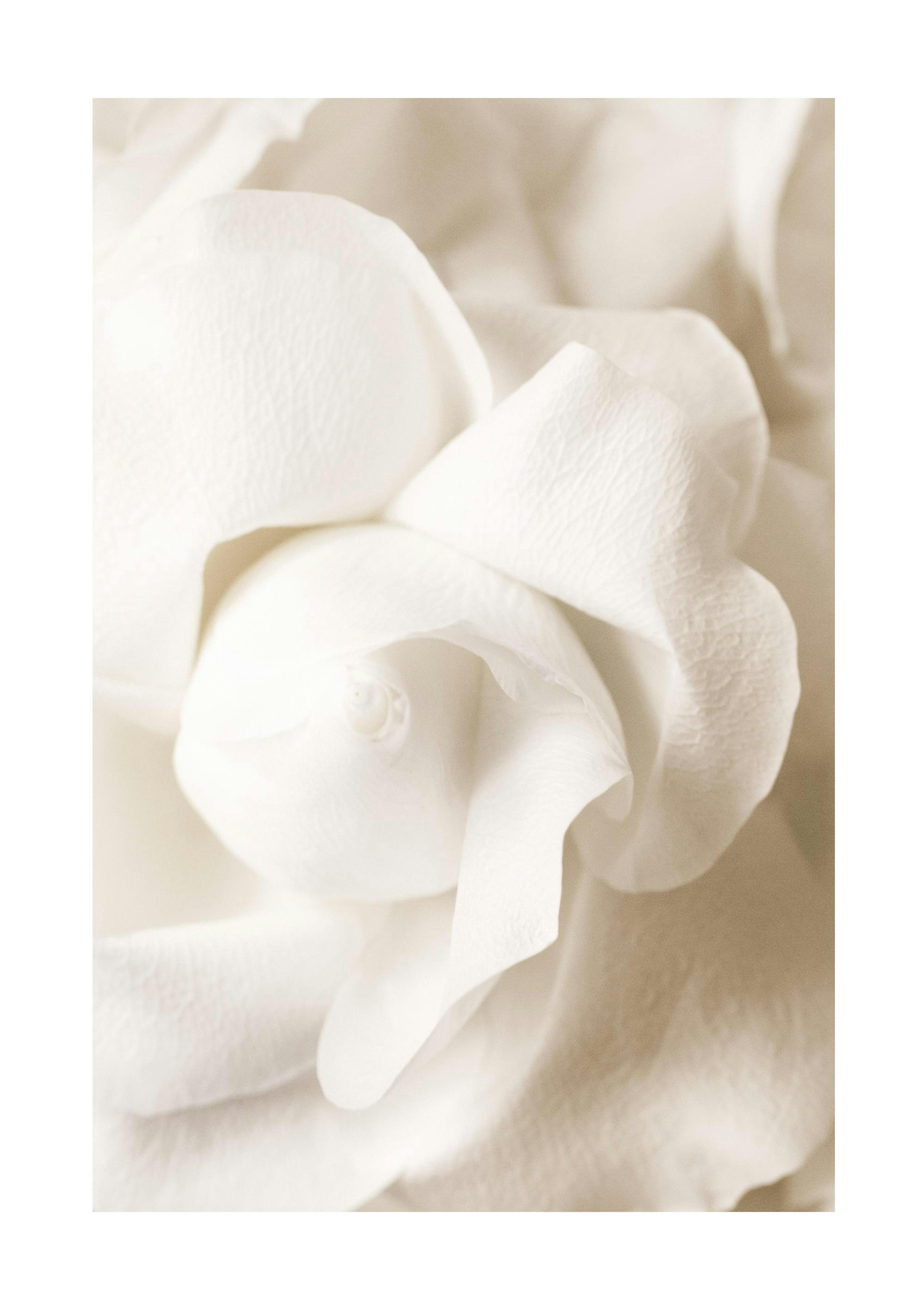 Rose Flower Bud Poster 0