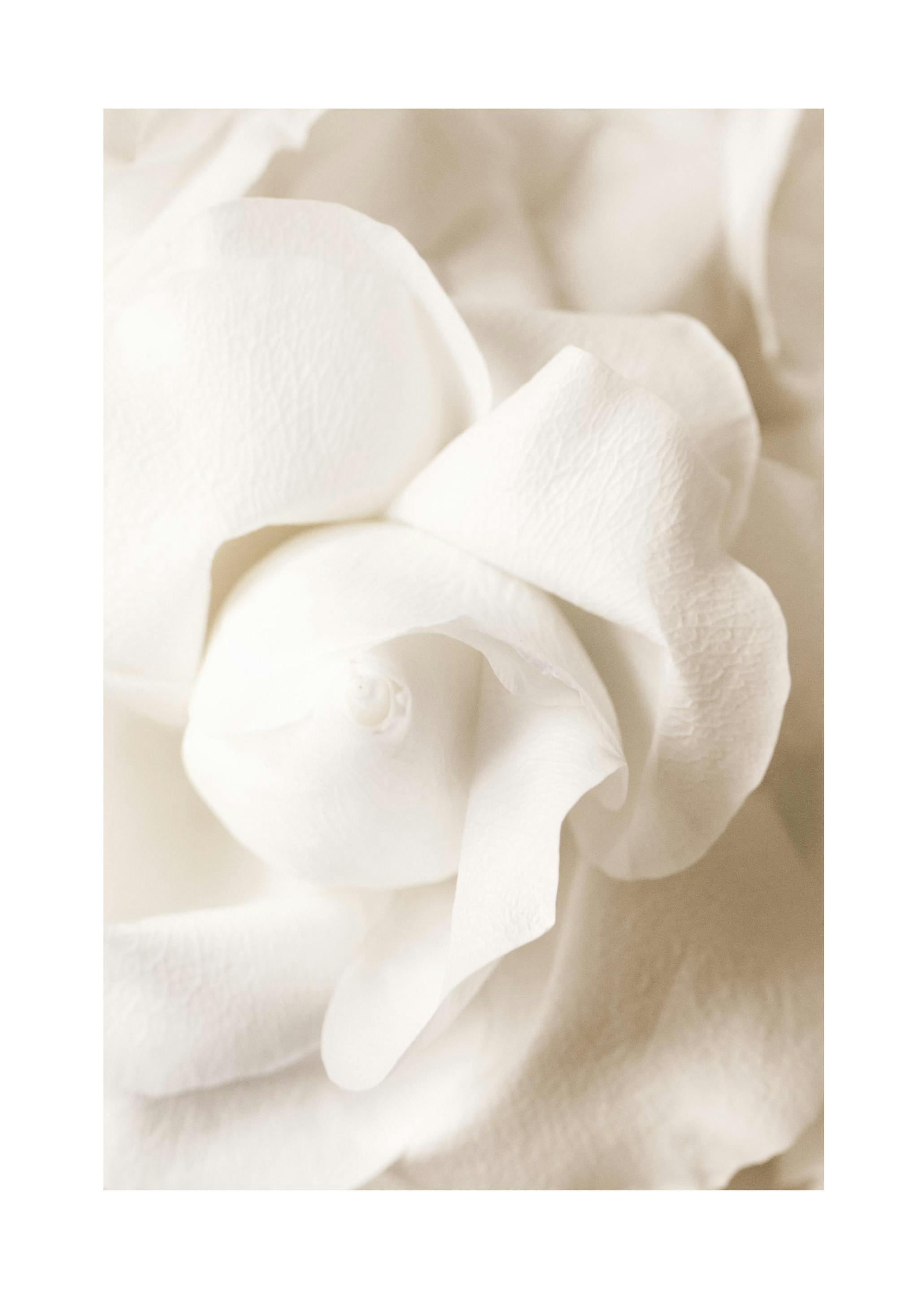 Prints - Rose Flower Bud Print (21x30 cm) - Floral prints