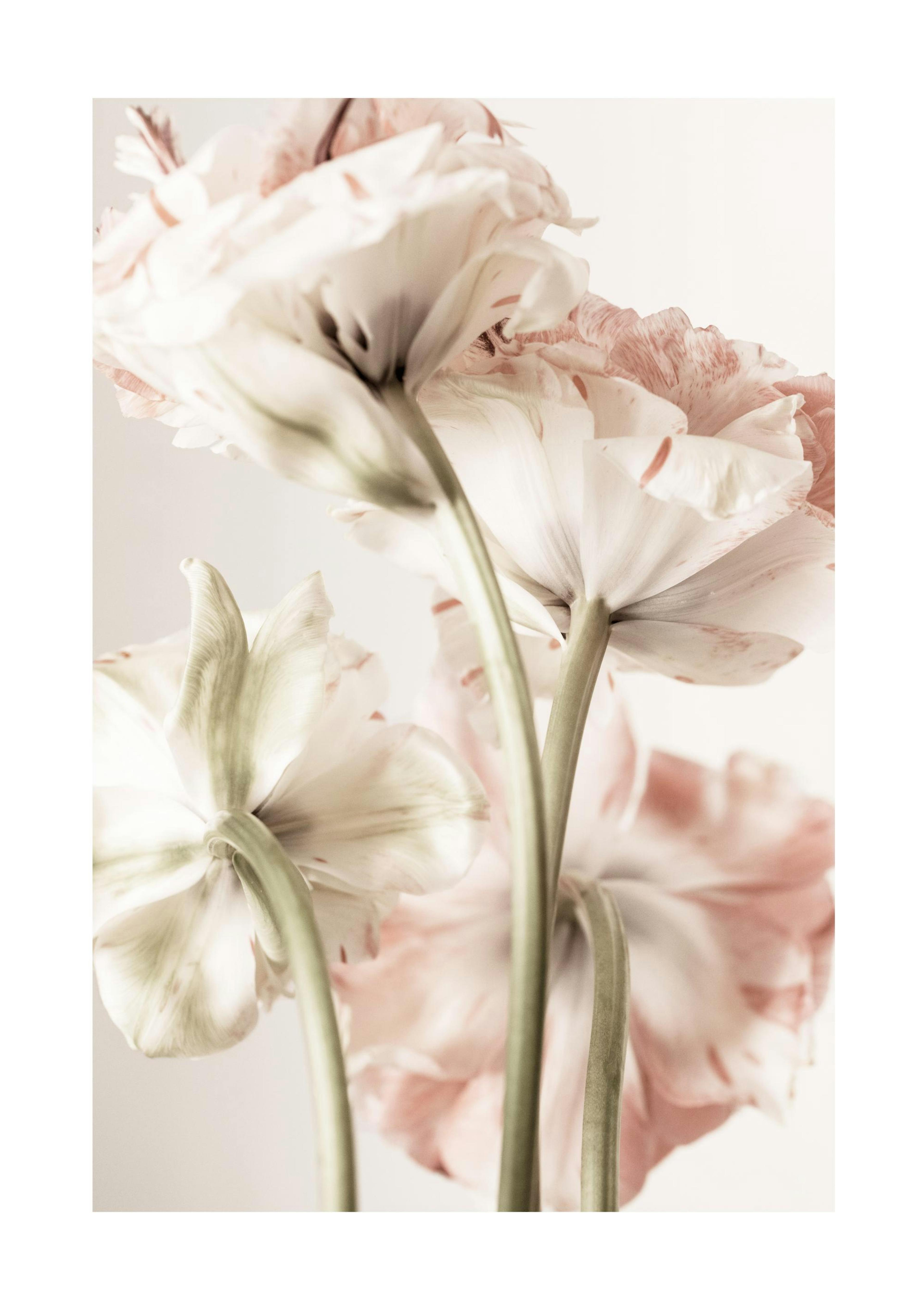 Pink Bloom Print 0