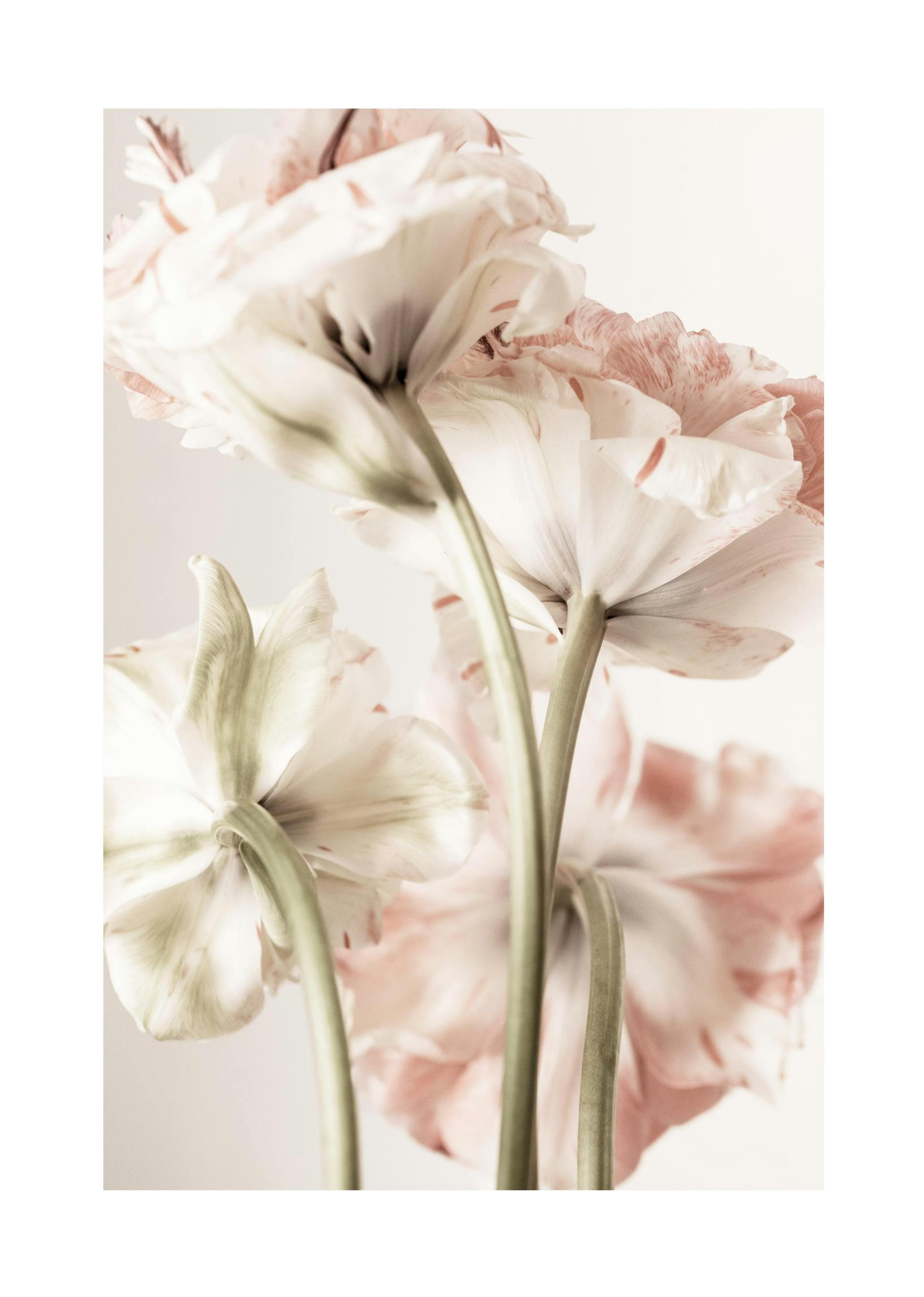 Prints - Pink Bloom Print (30x40 cm) - Floral prints