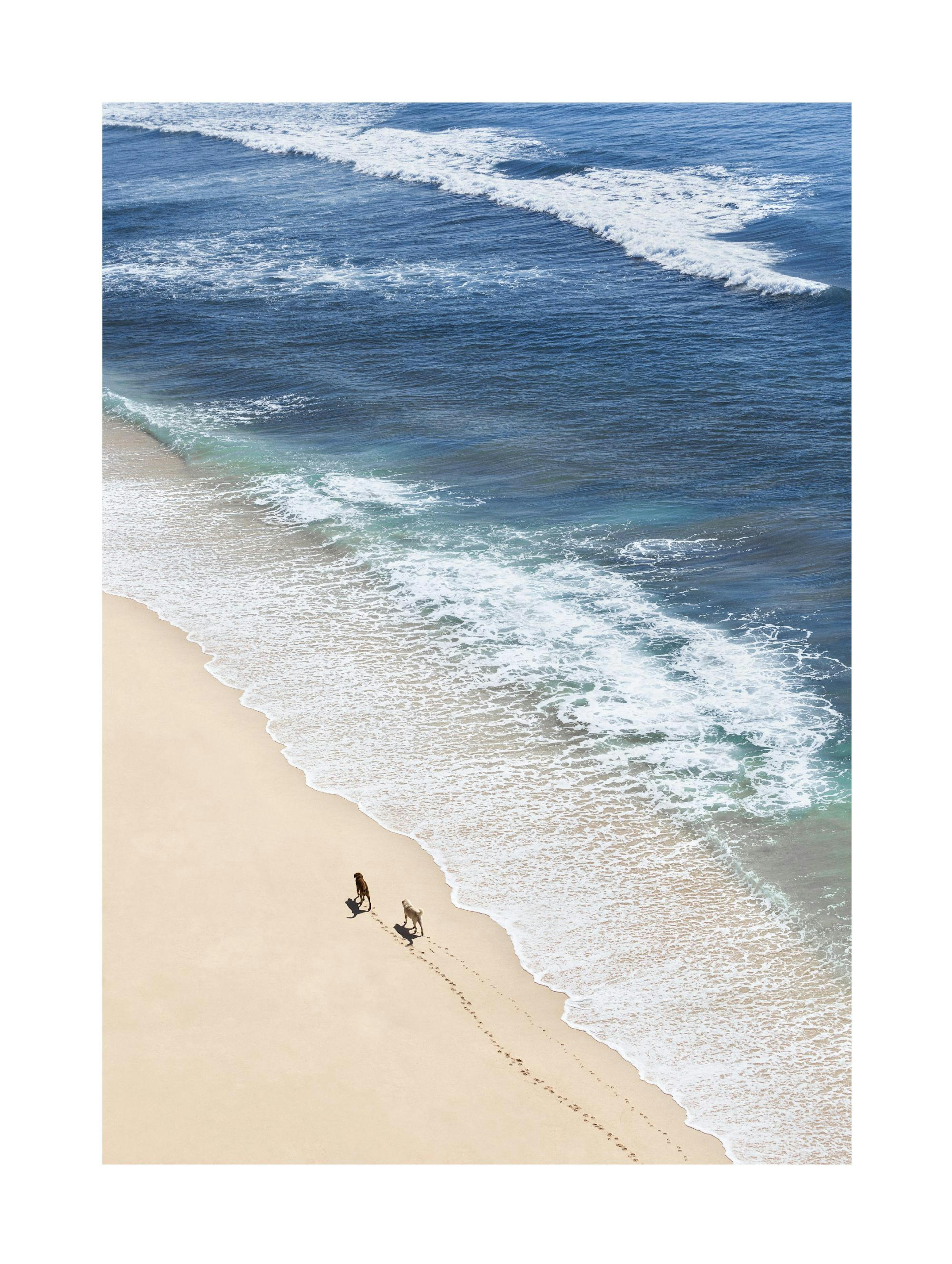 Dogs on Beach Poster