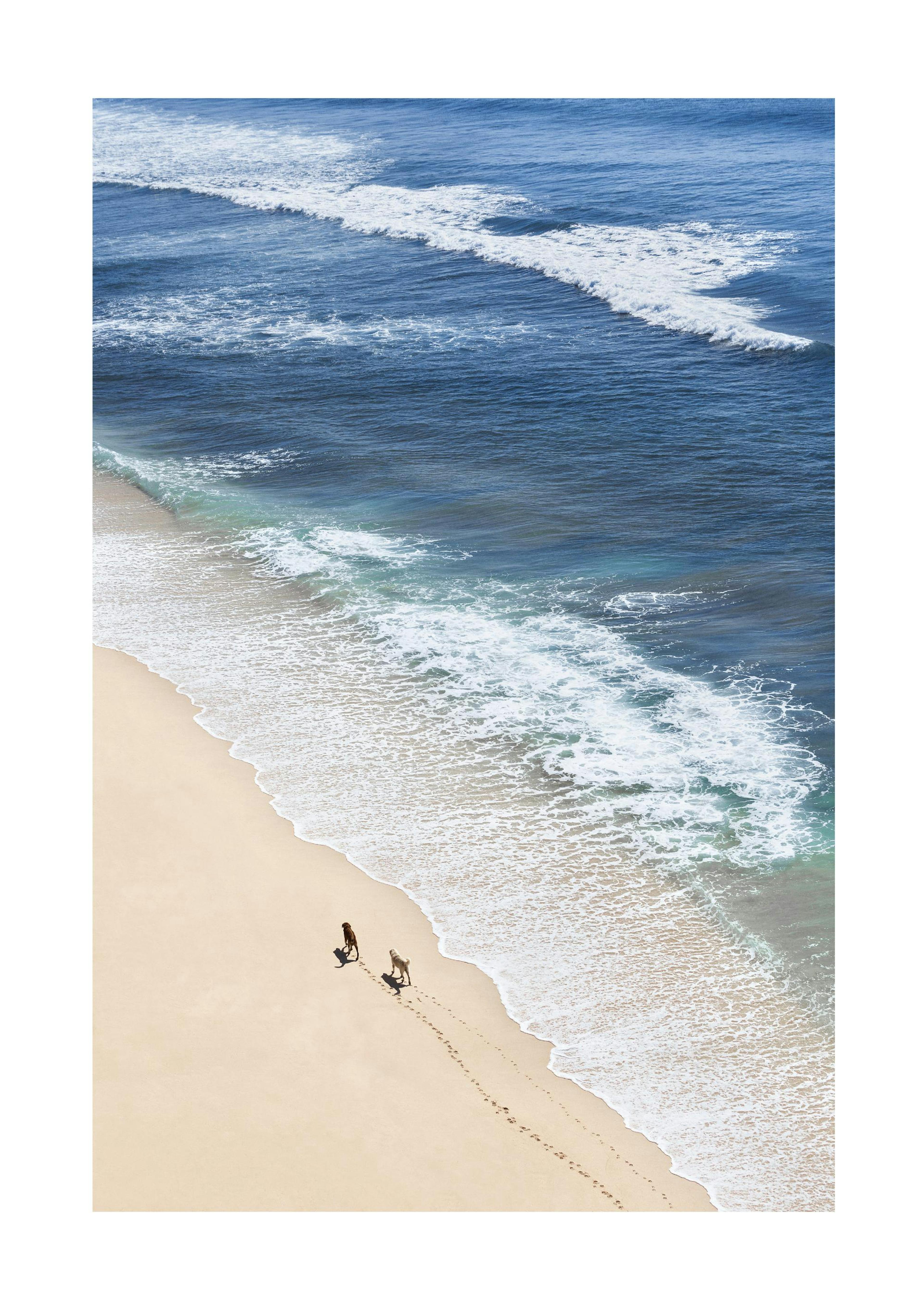 Dogs on Beach Print 0