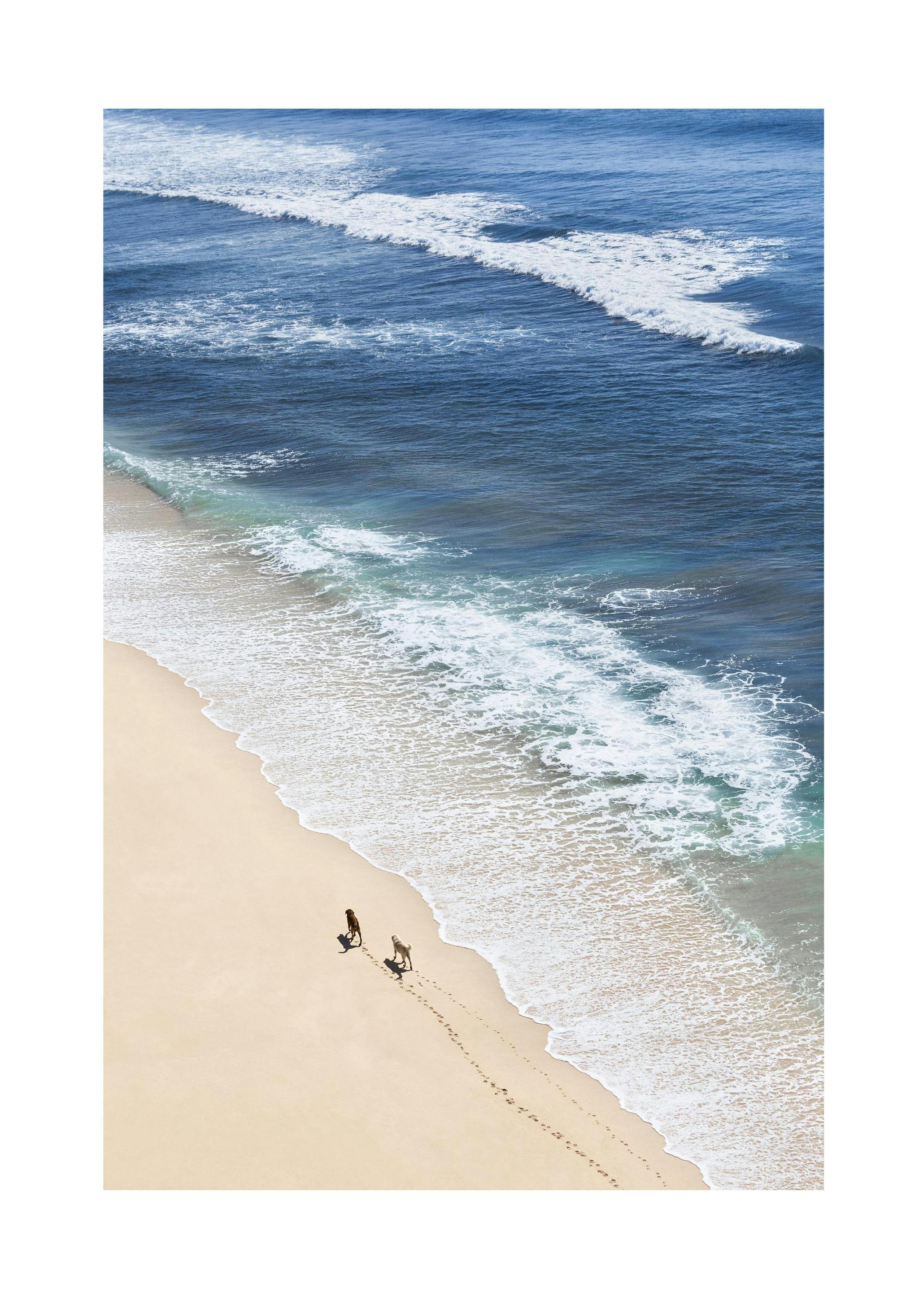 Prints - Dogs on Beach Print (30x40 cm) - Beach prints
