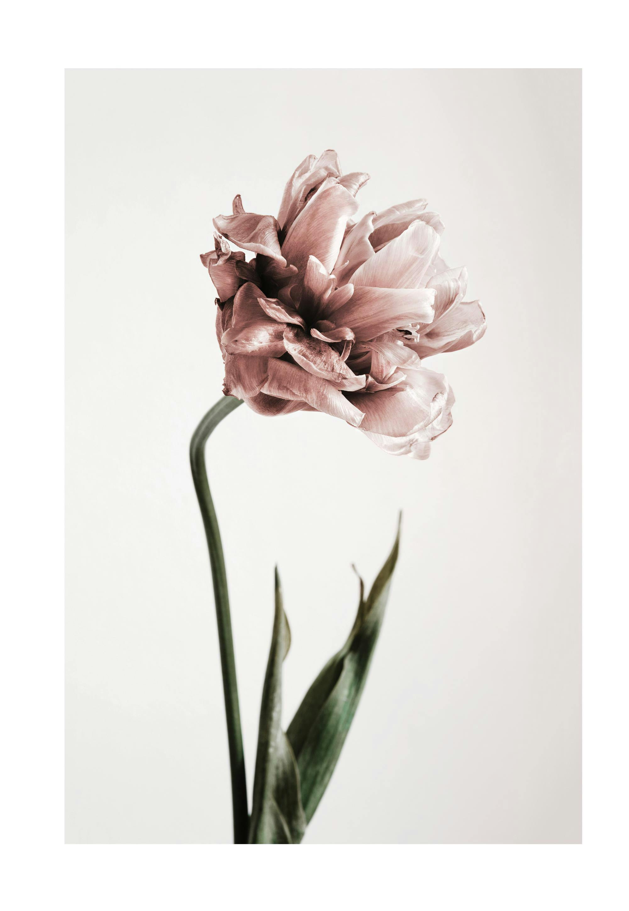 Pink Tulipe No1 Poster 0