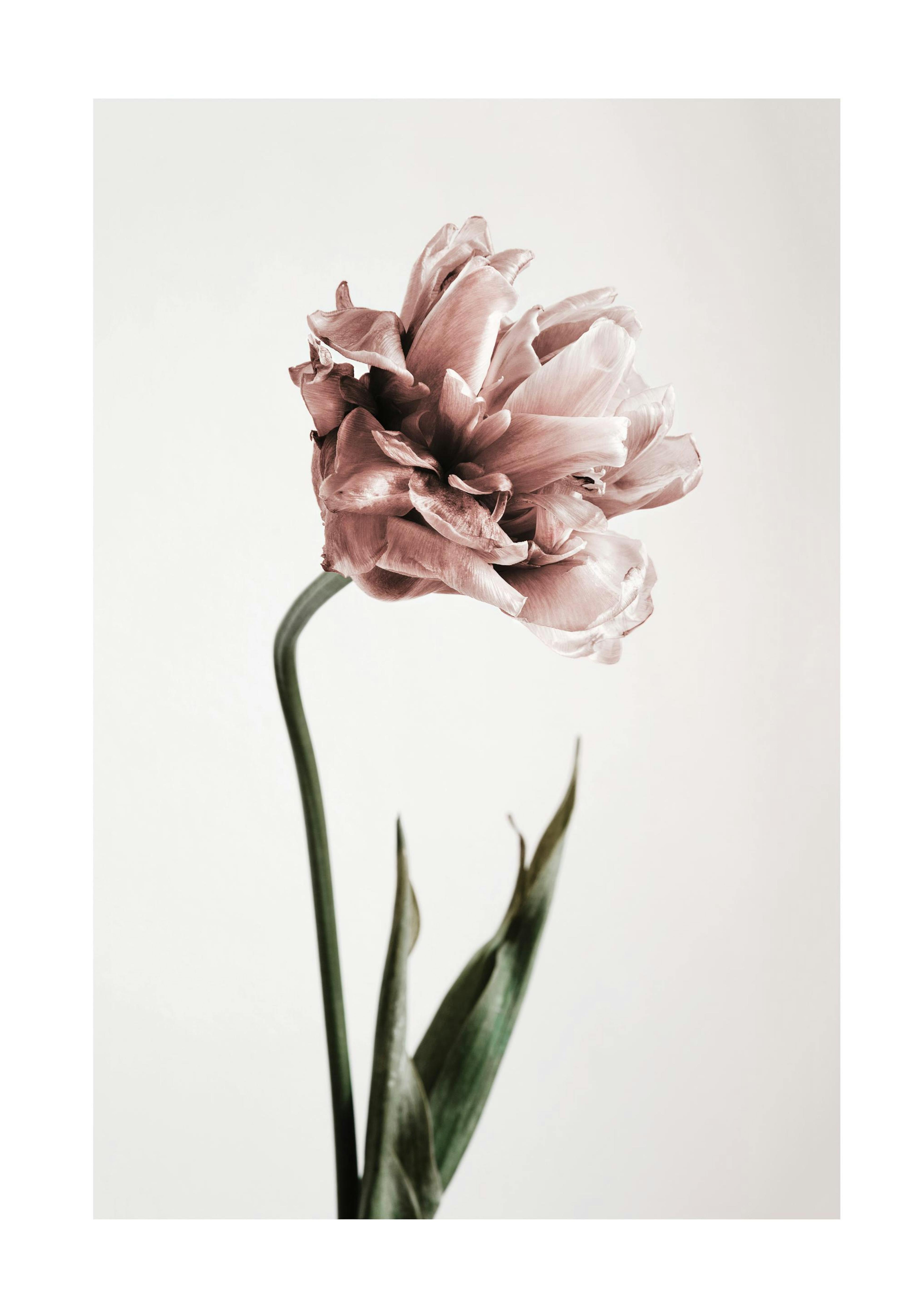 Pink Tulipe No1 Print 0