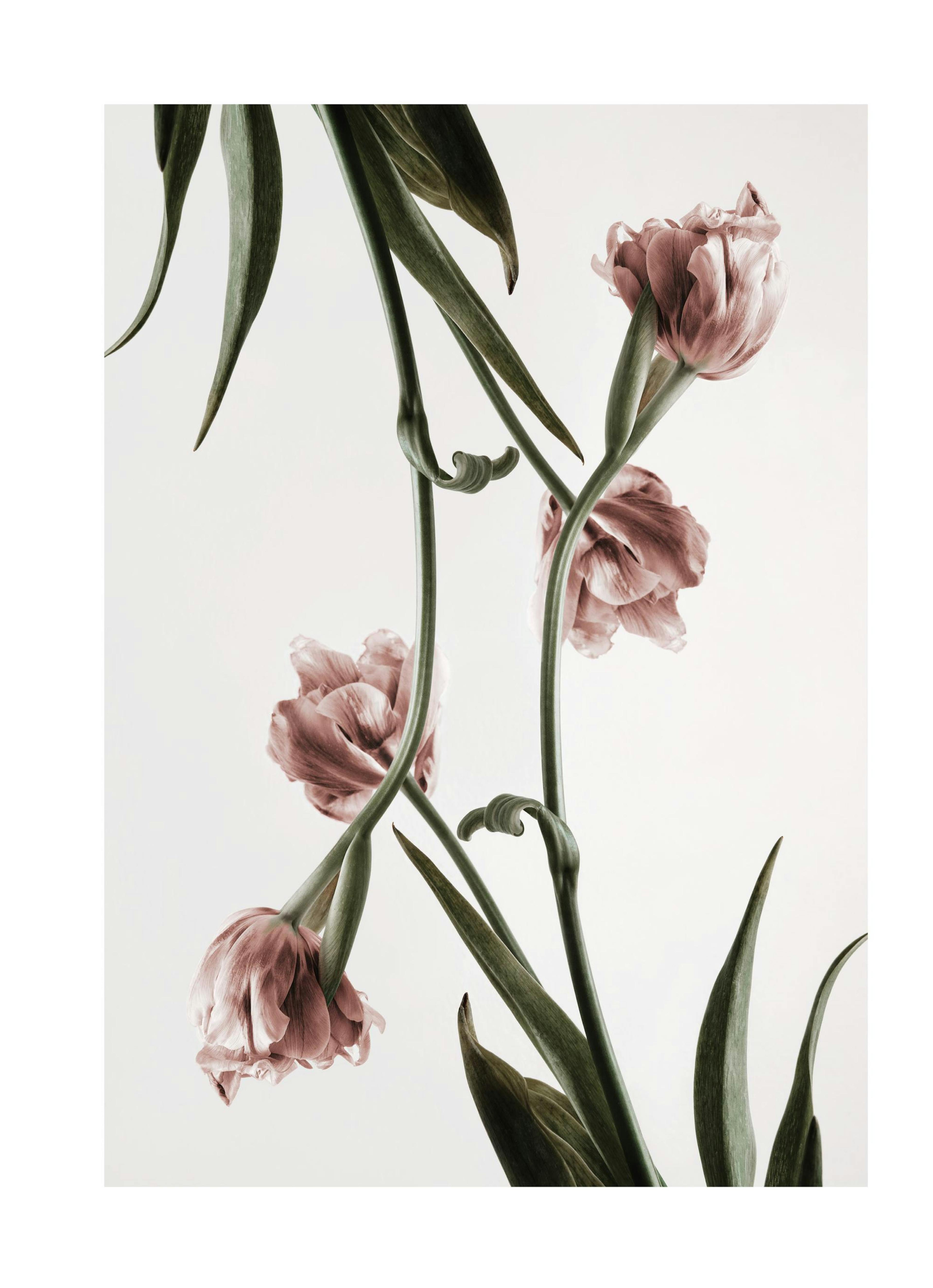 Pink Tulipe No2 Poster