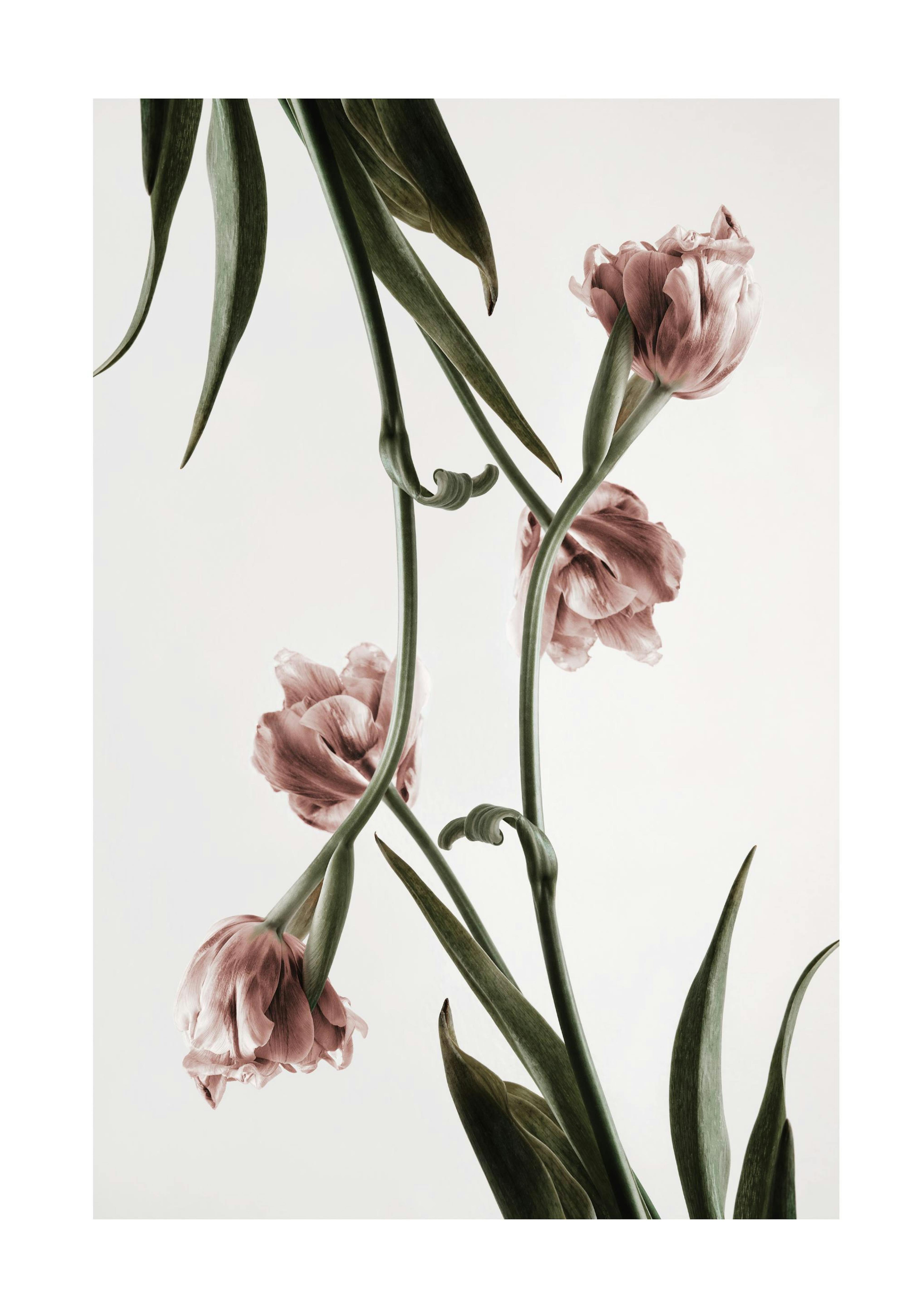Pink Tulipe No2 Print 0