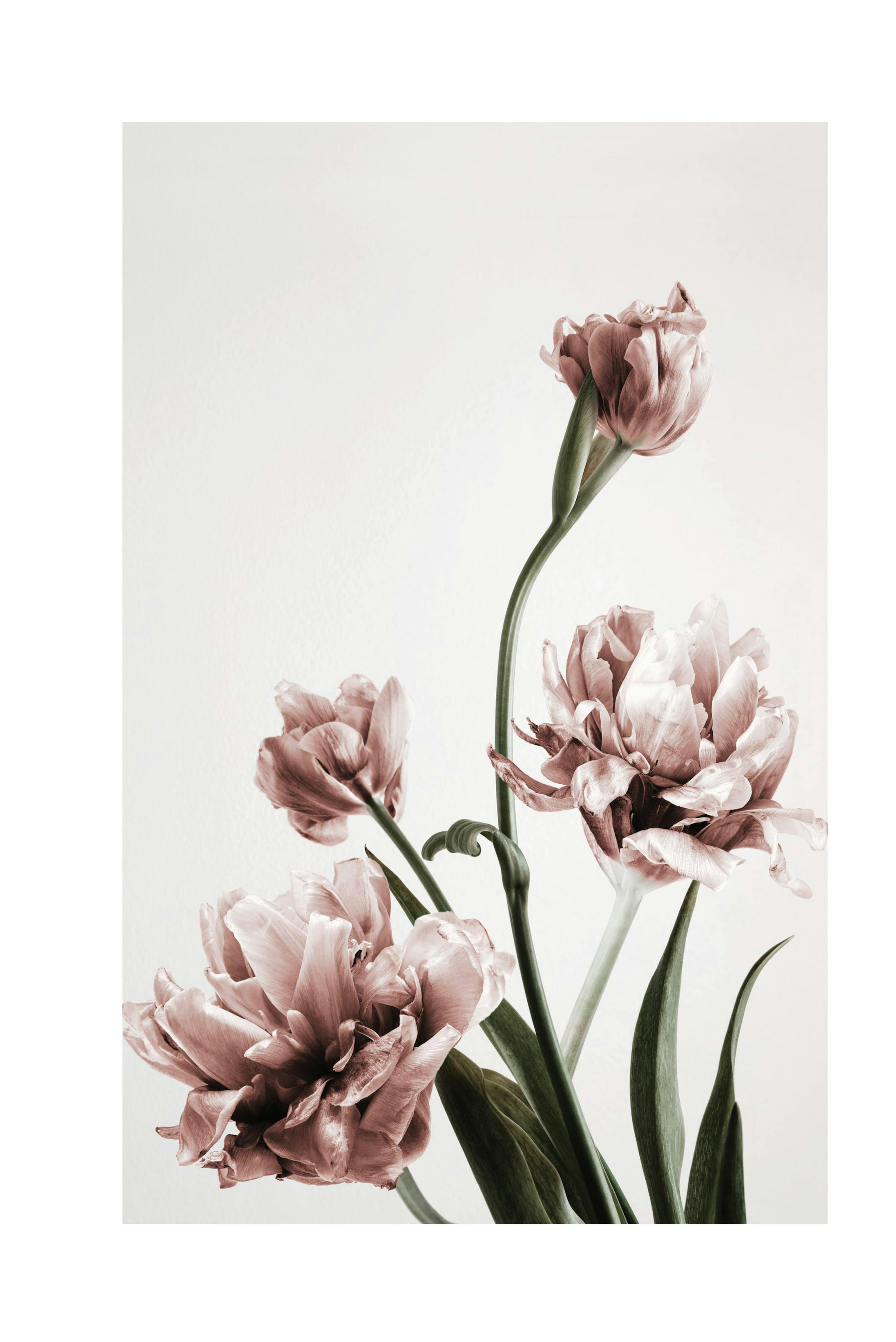Pink Tulipe No3 Poster
