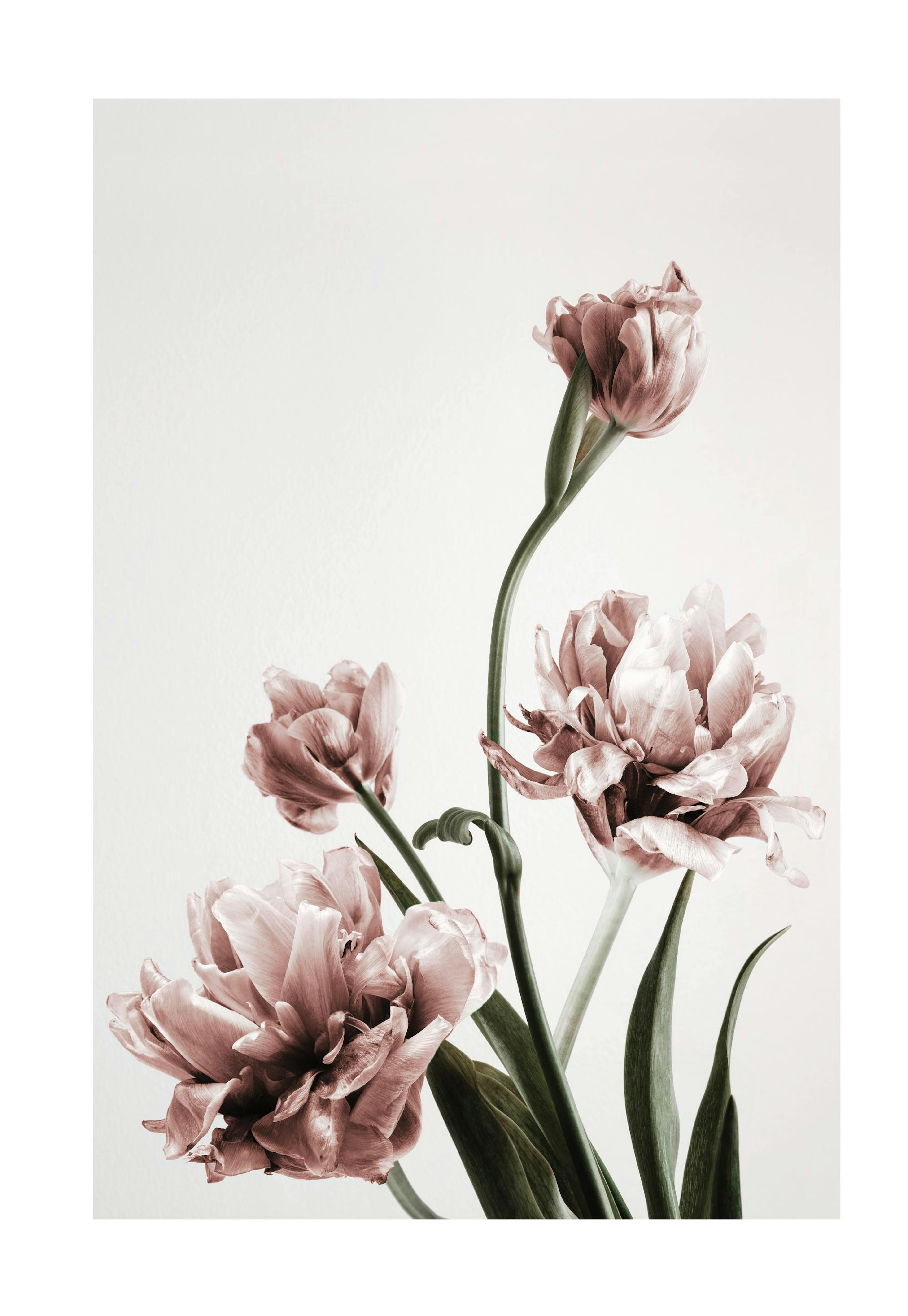 Pink Tulipe No3 Print 0