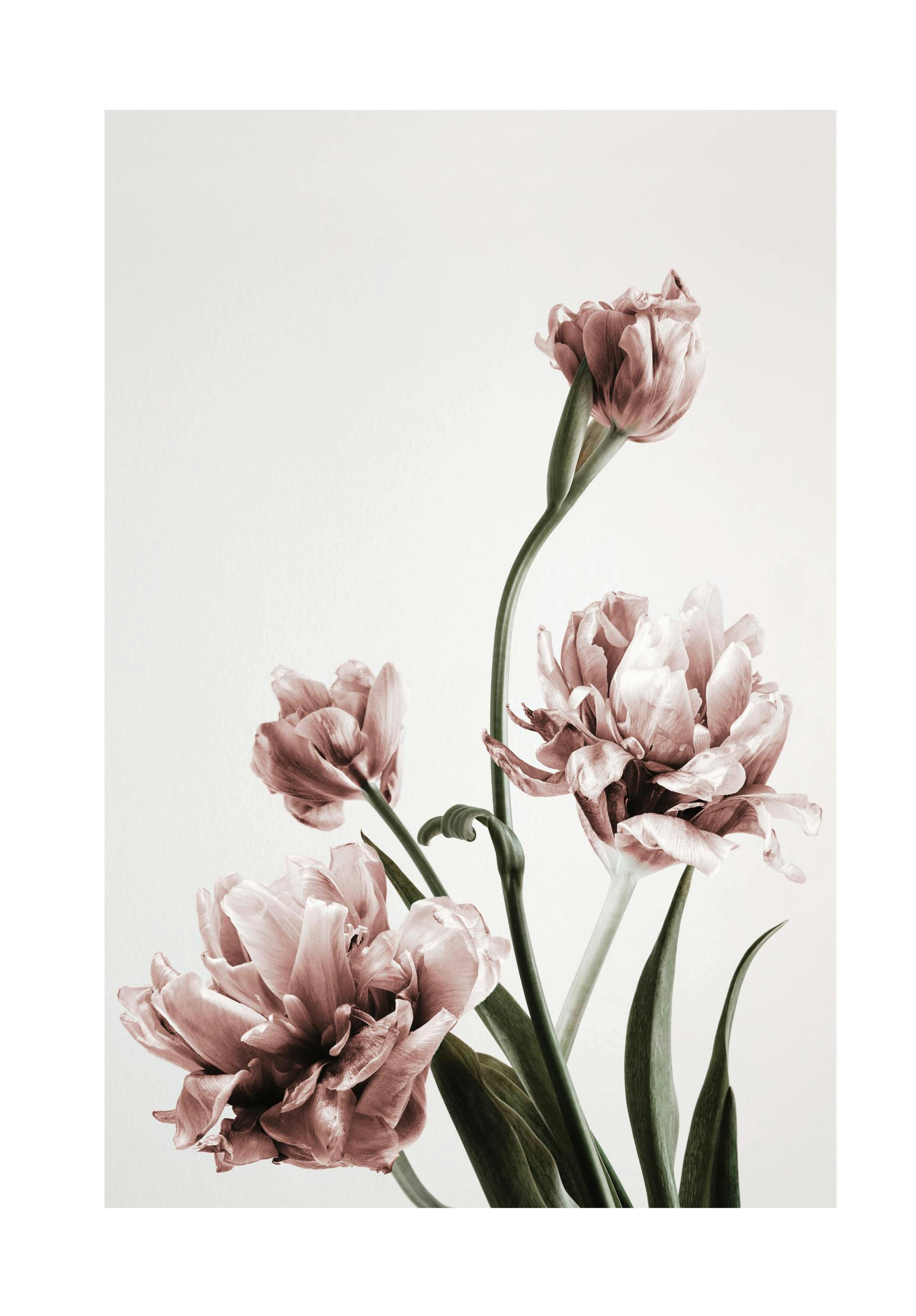Pink Tulipe No3 Plakat (21x30 cm)- Fotografia