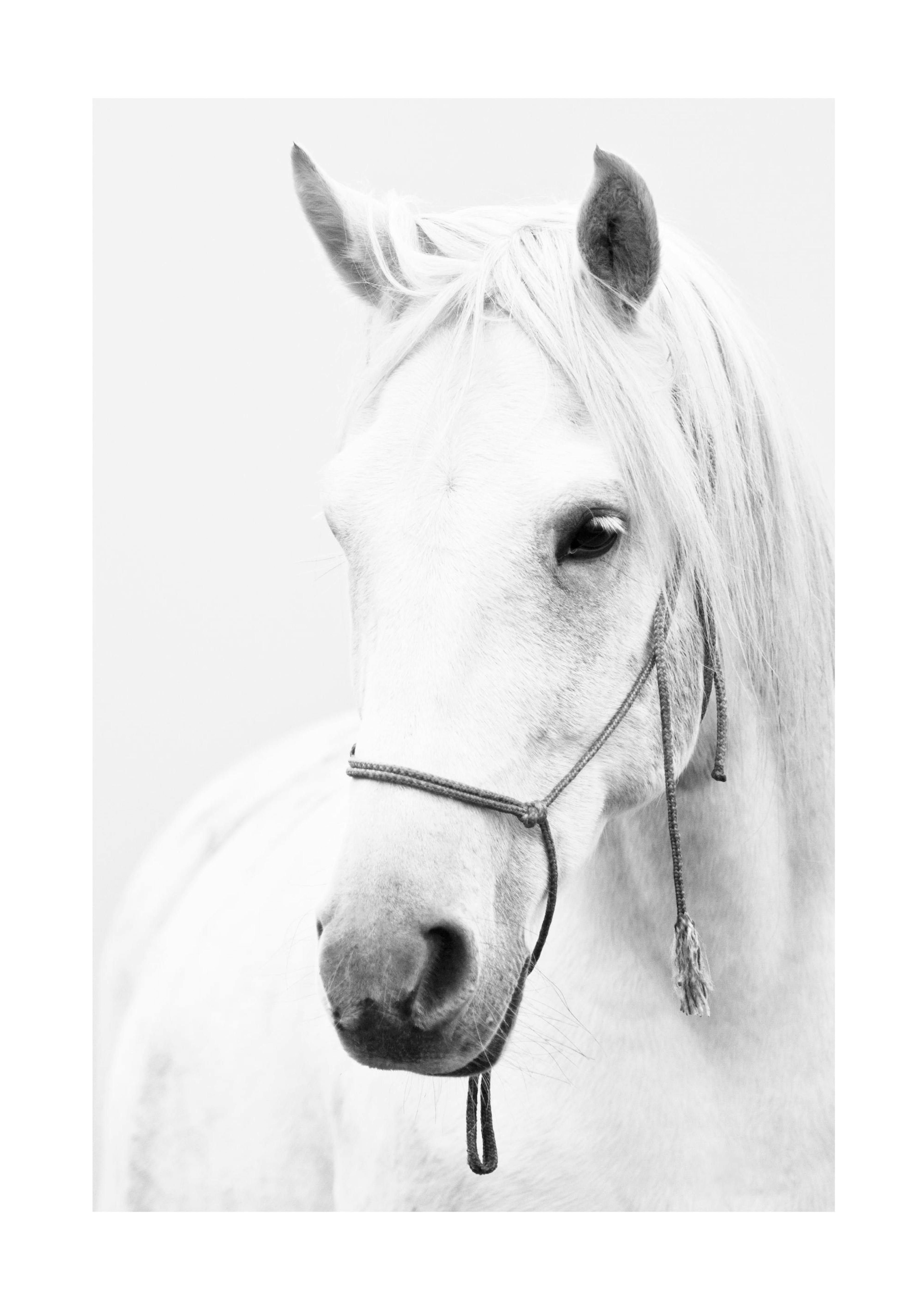 White horse portrait Poster 0