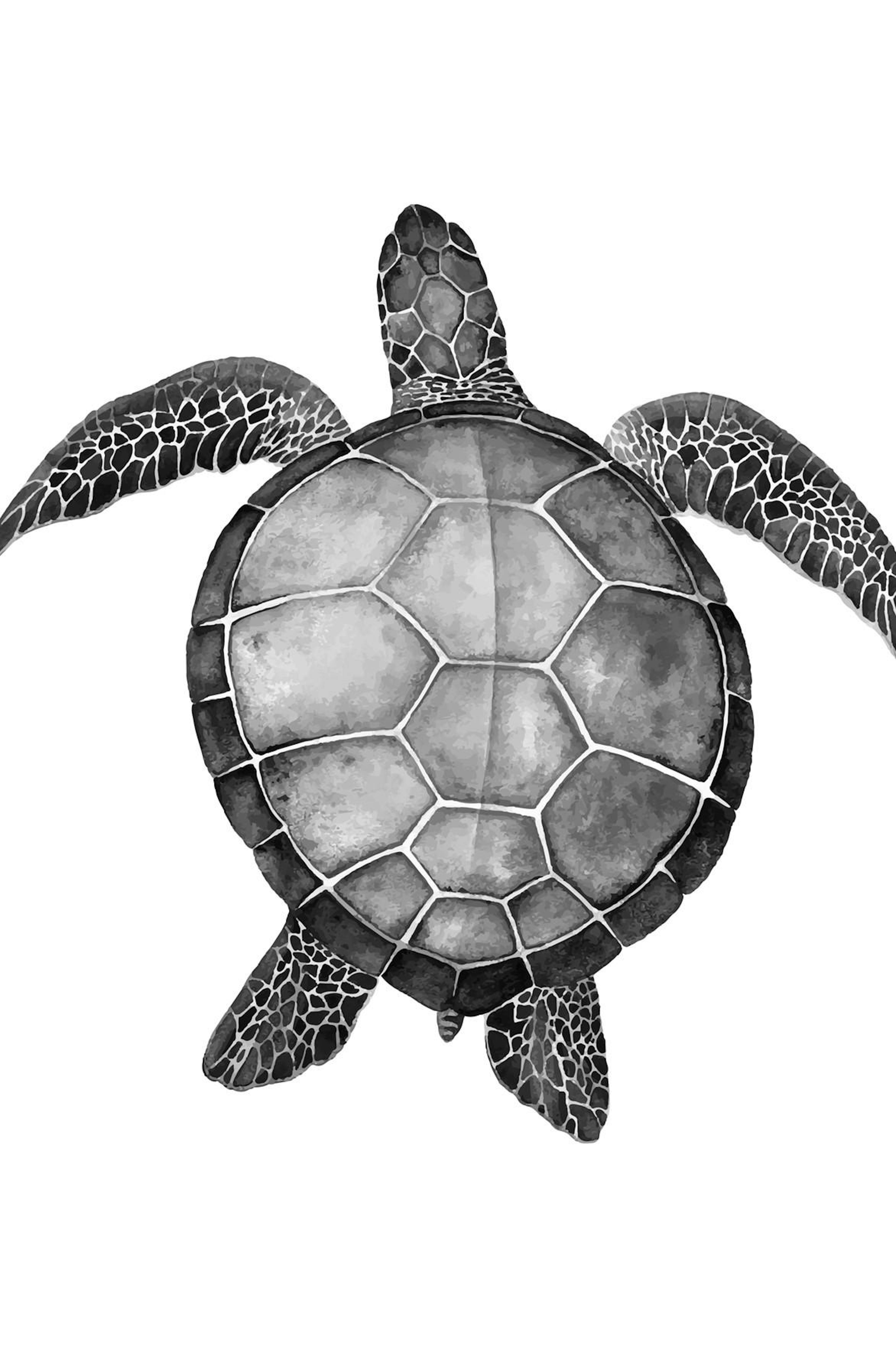 Turtle Print