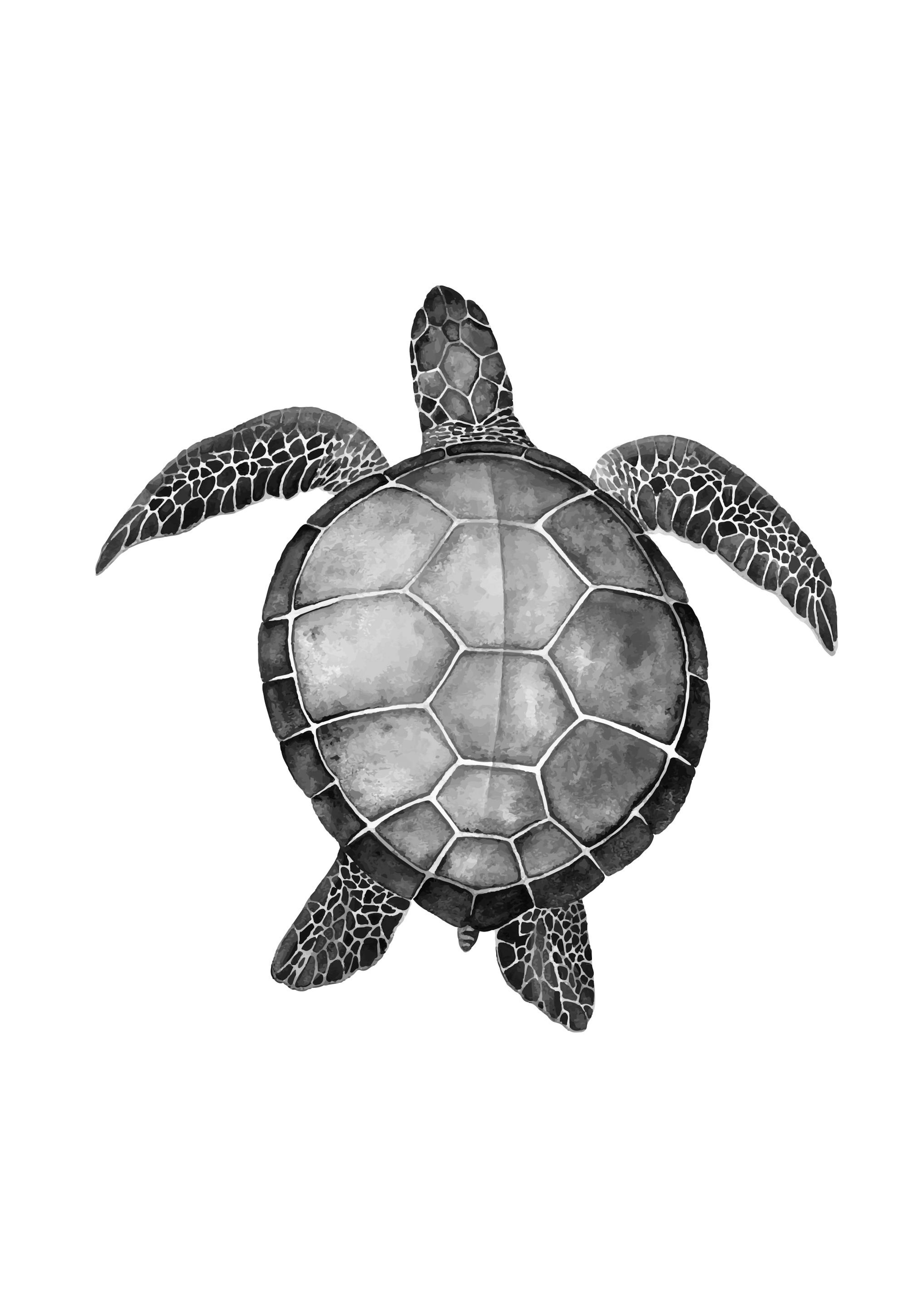 Turtle Poster 0