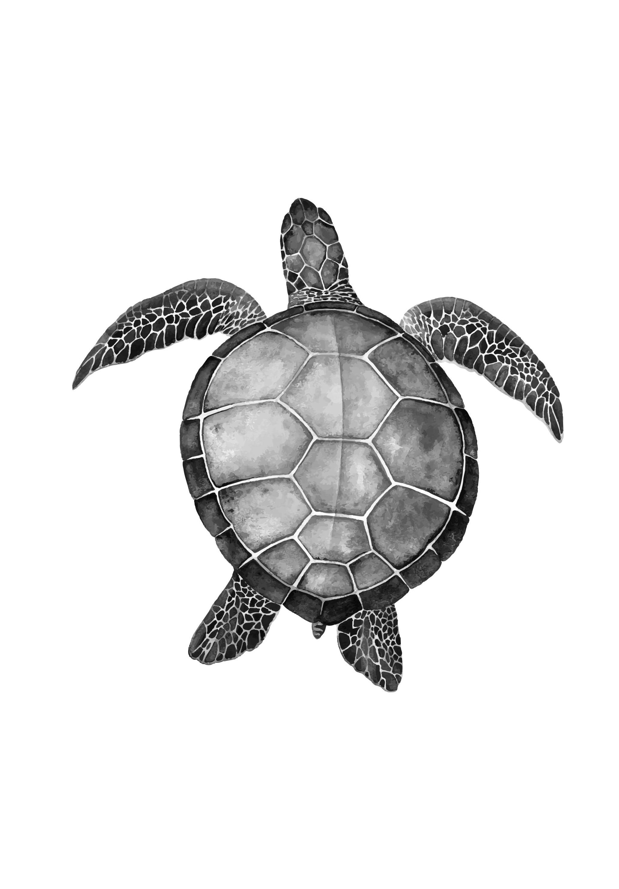 Turtle Poster (13x18 cm)