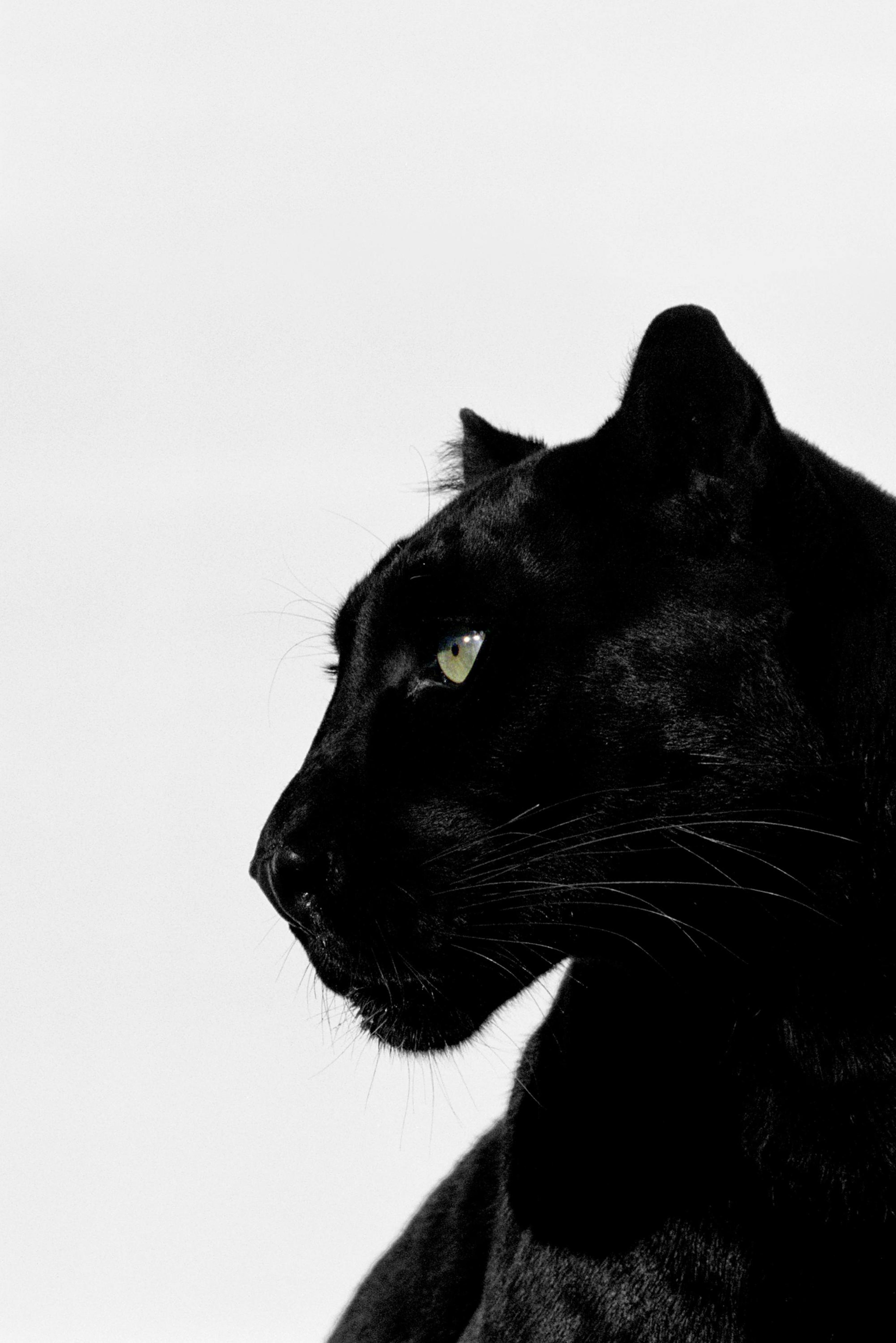 Black Panther Plagát