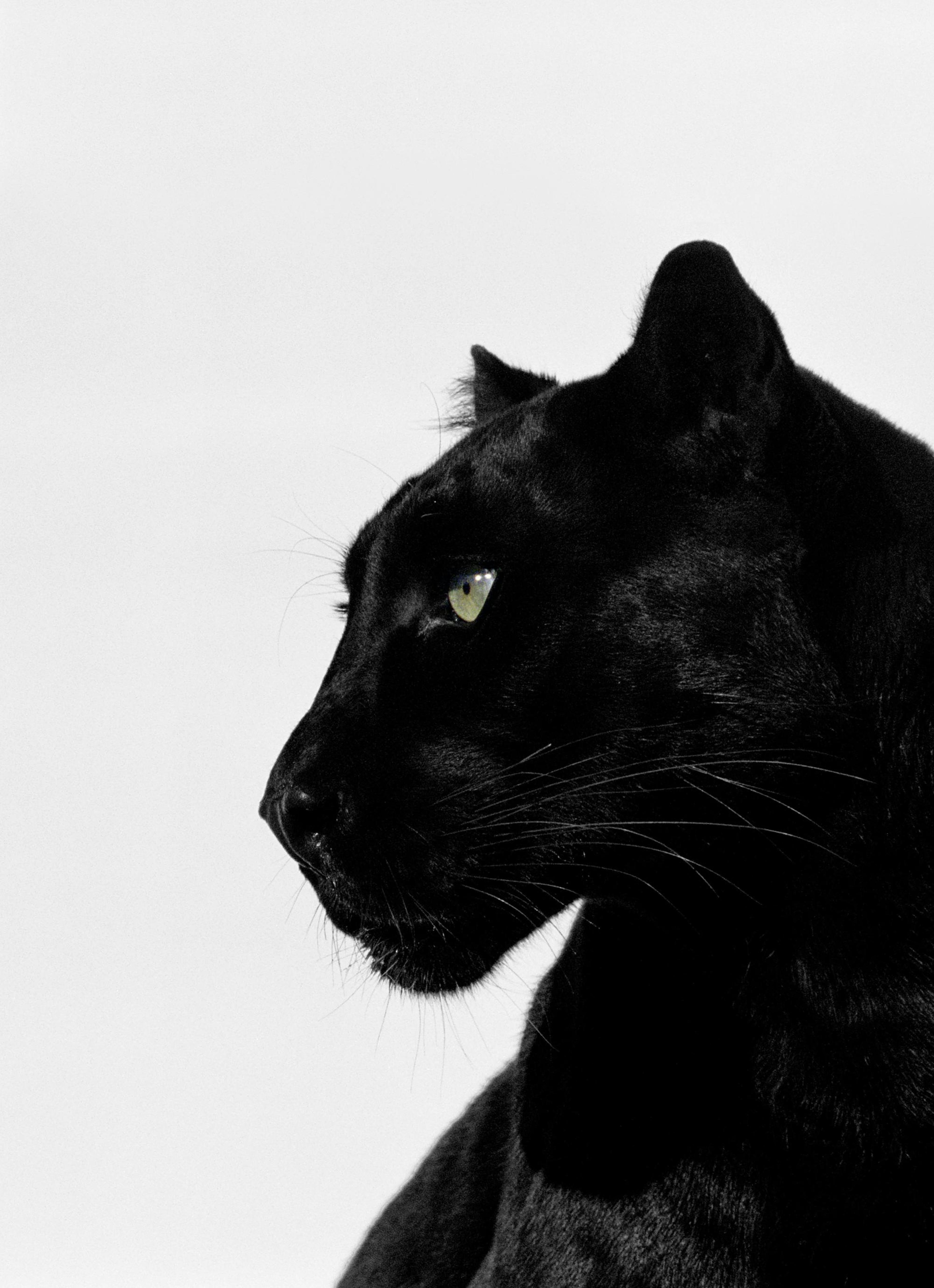 Black Panther Print