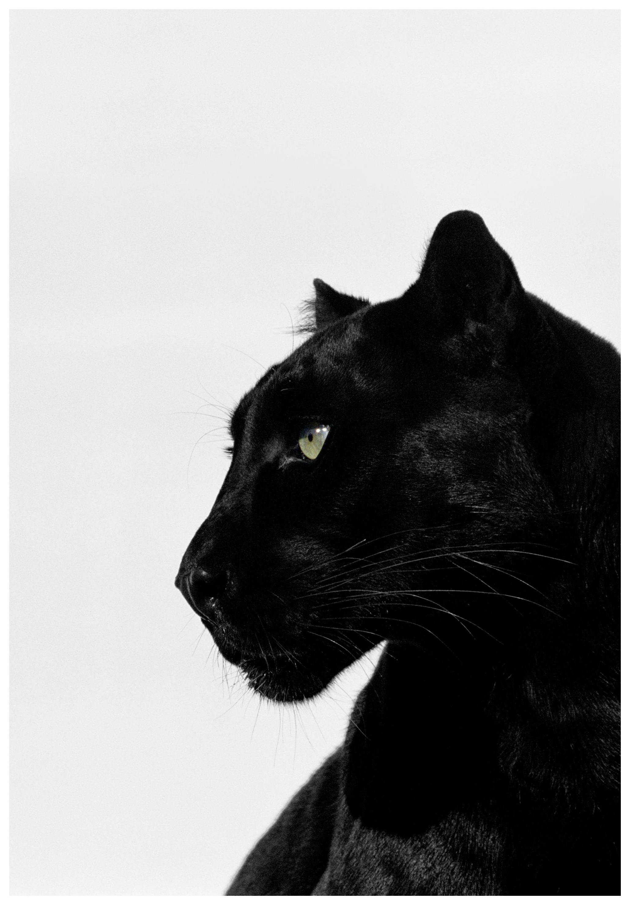 Black Panther Affiche (50x70 cm) - Photographies