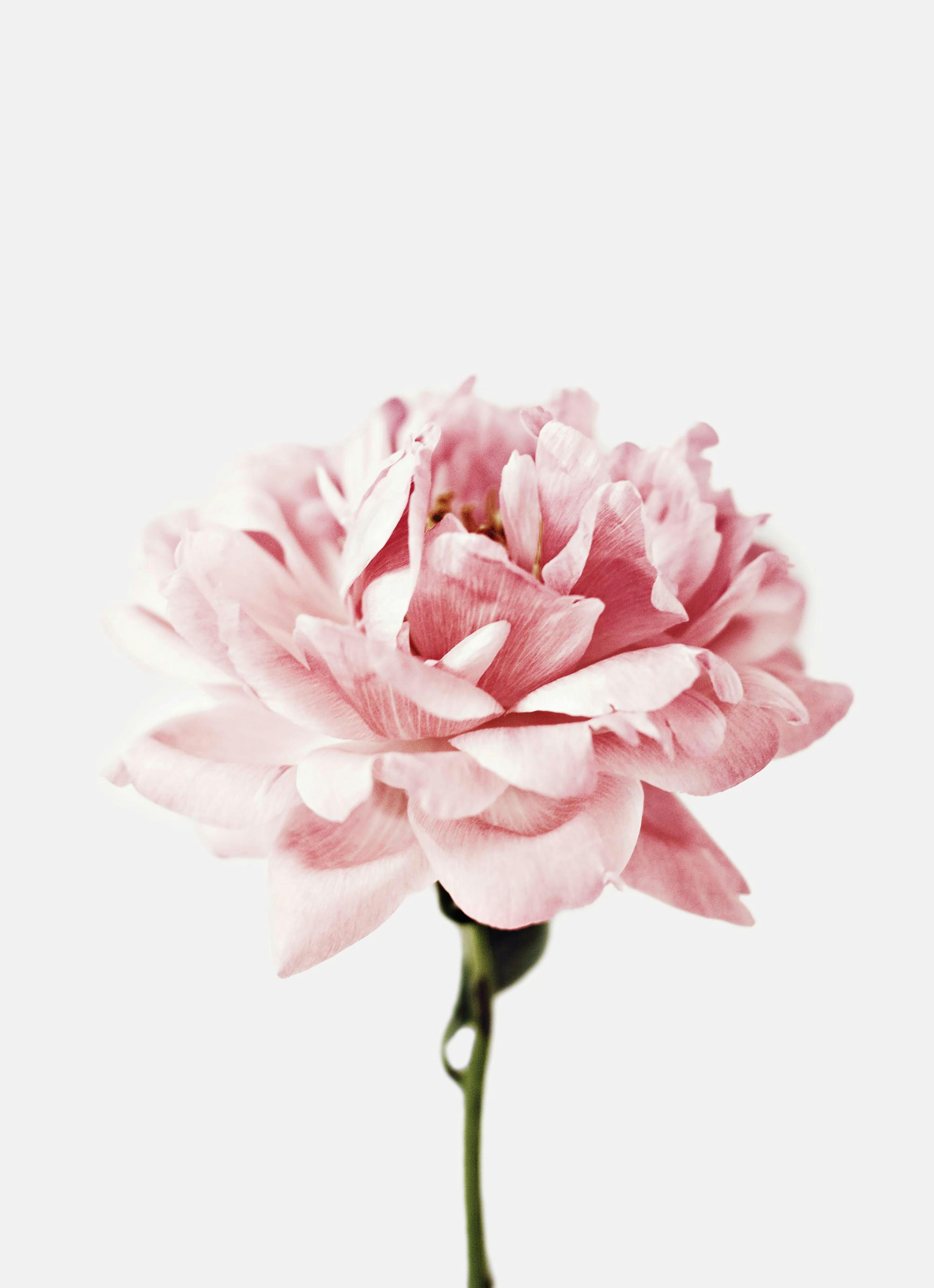 Pink Peony Print