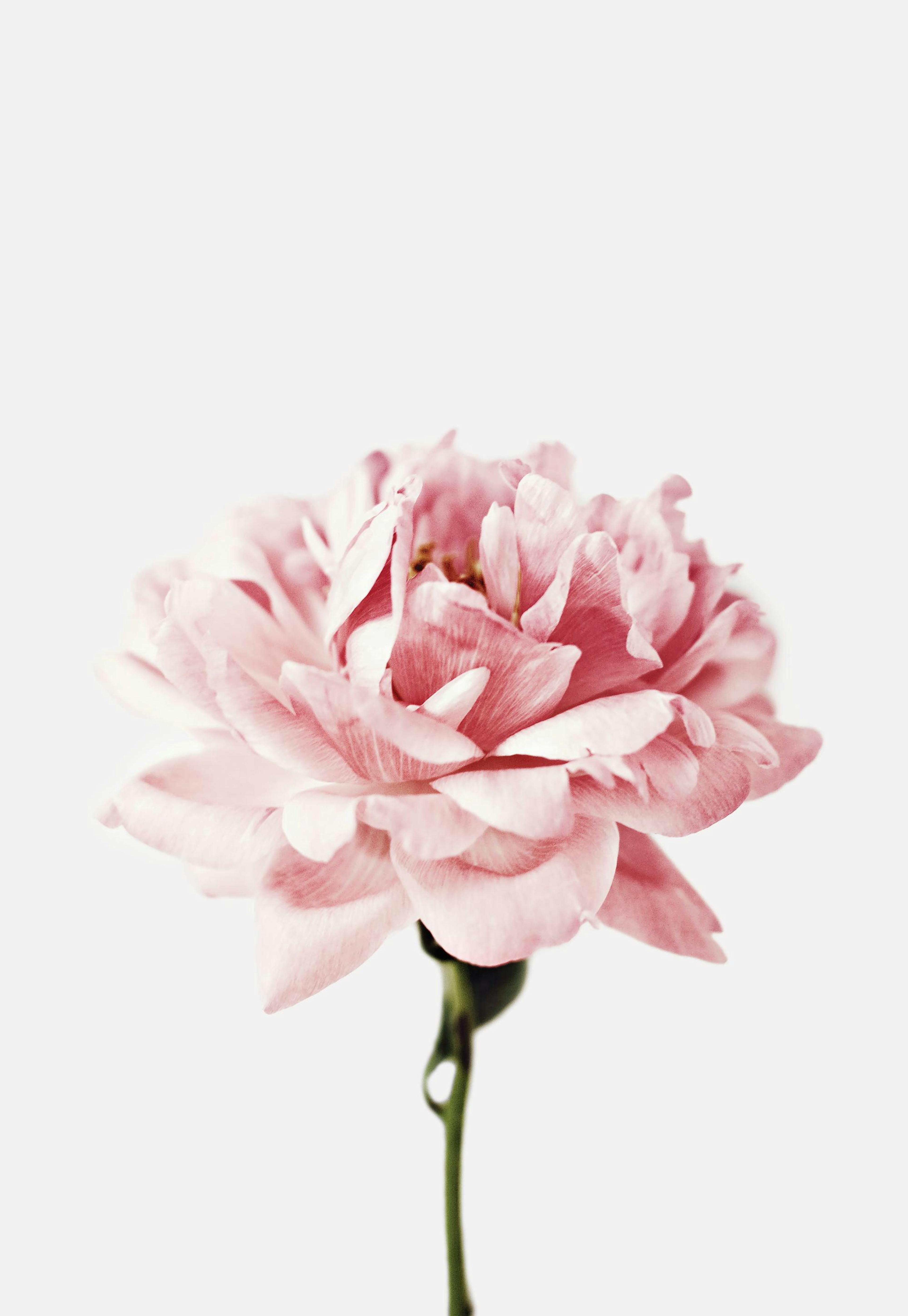 Pink Peony Print 0