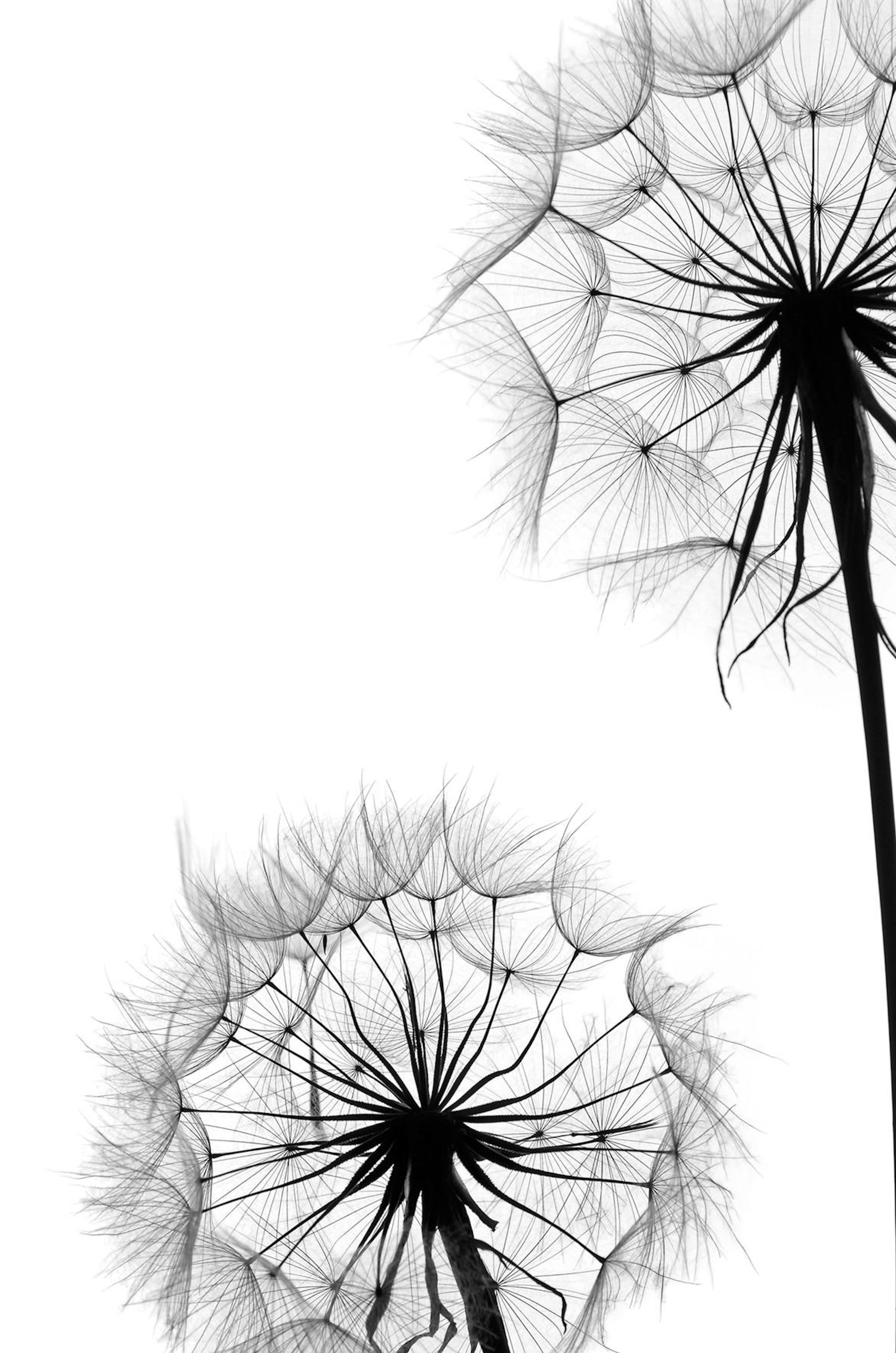 Dandelion No1 Poster
