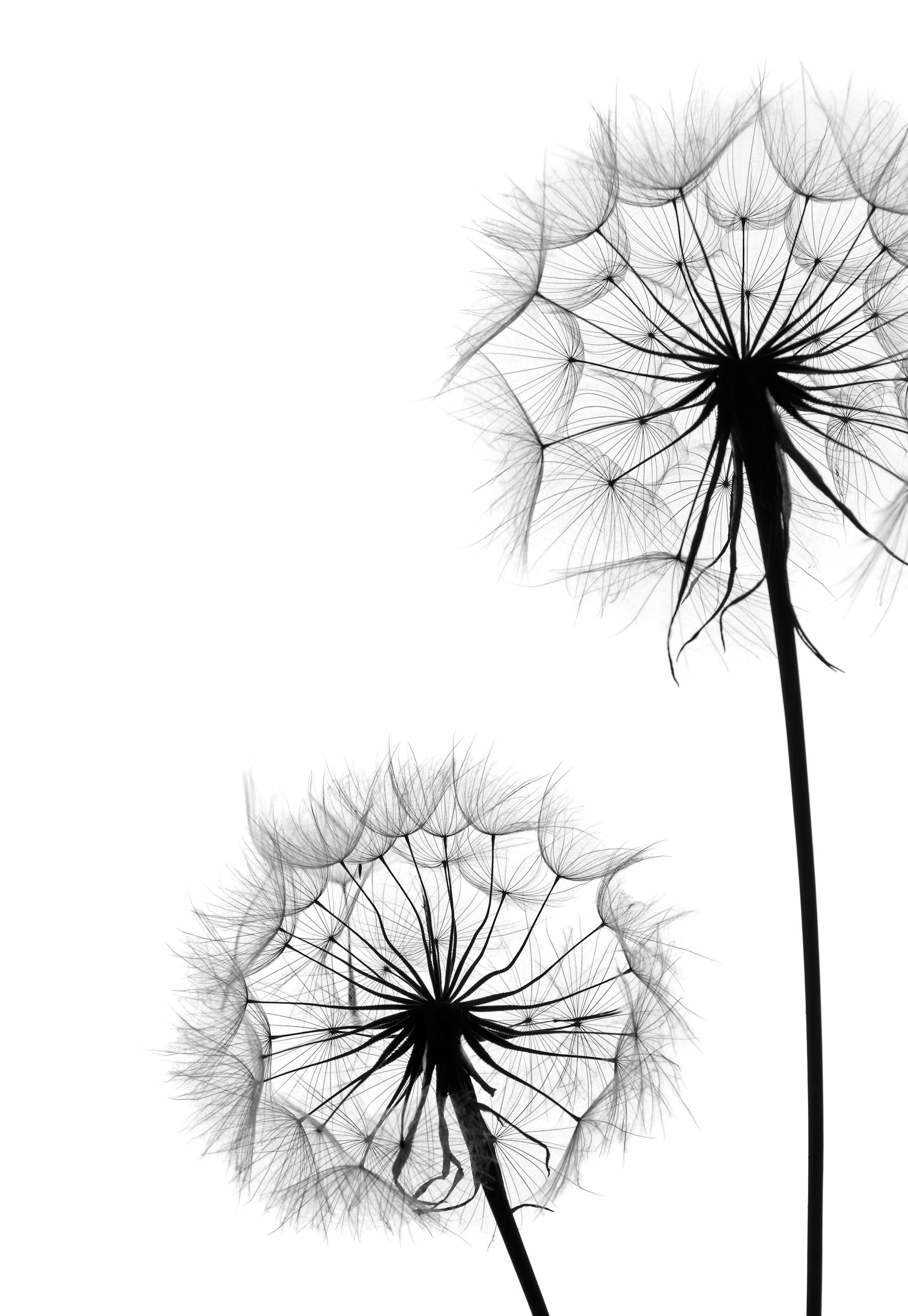 Dandelion No1 Poster 0