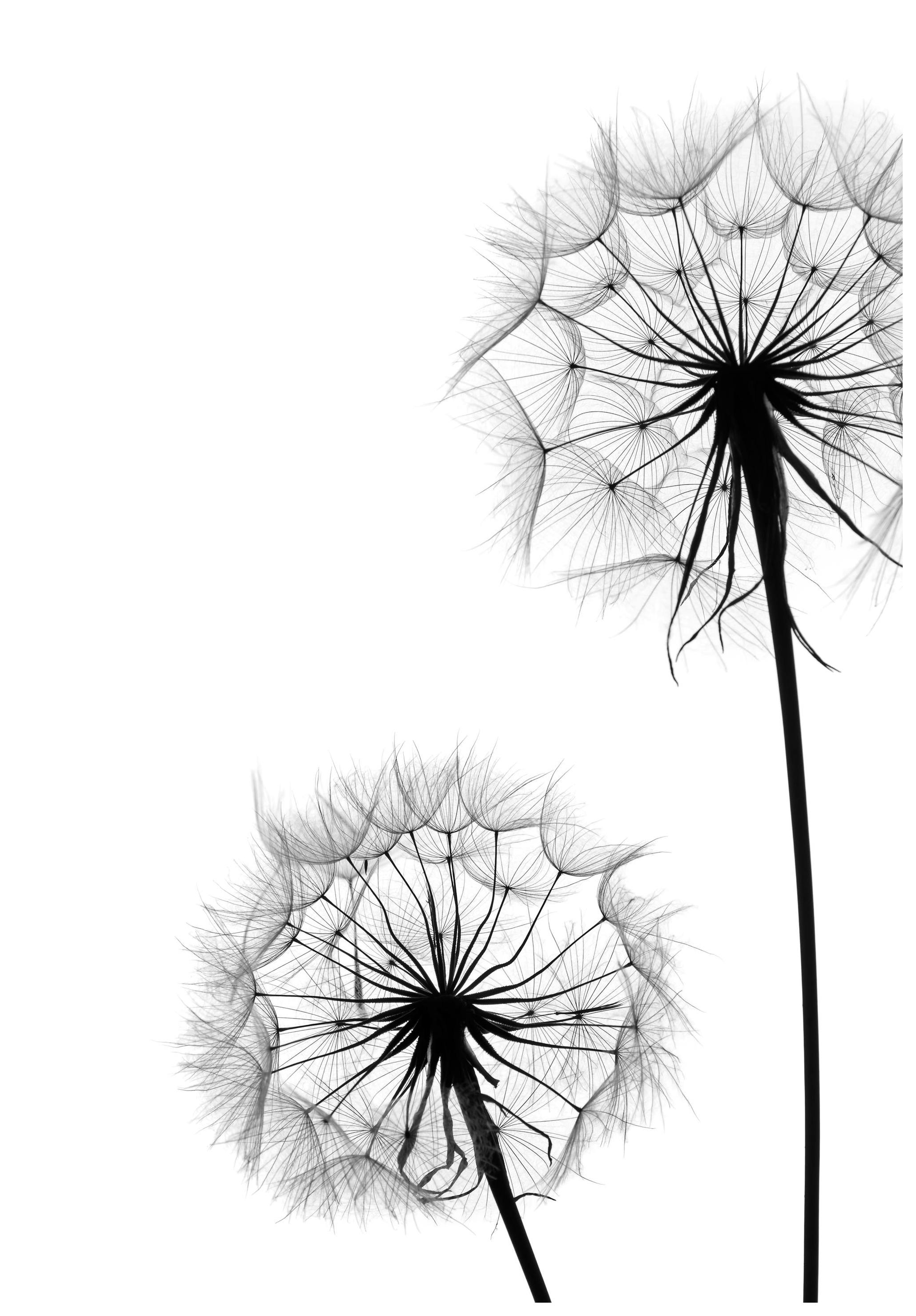 Dandelion No1 Affiche (30x40 cm) - Affiches noir et blanc