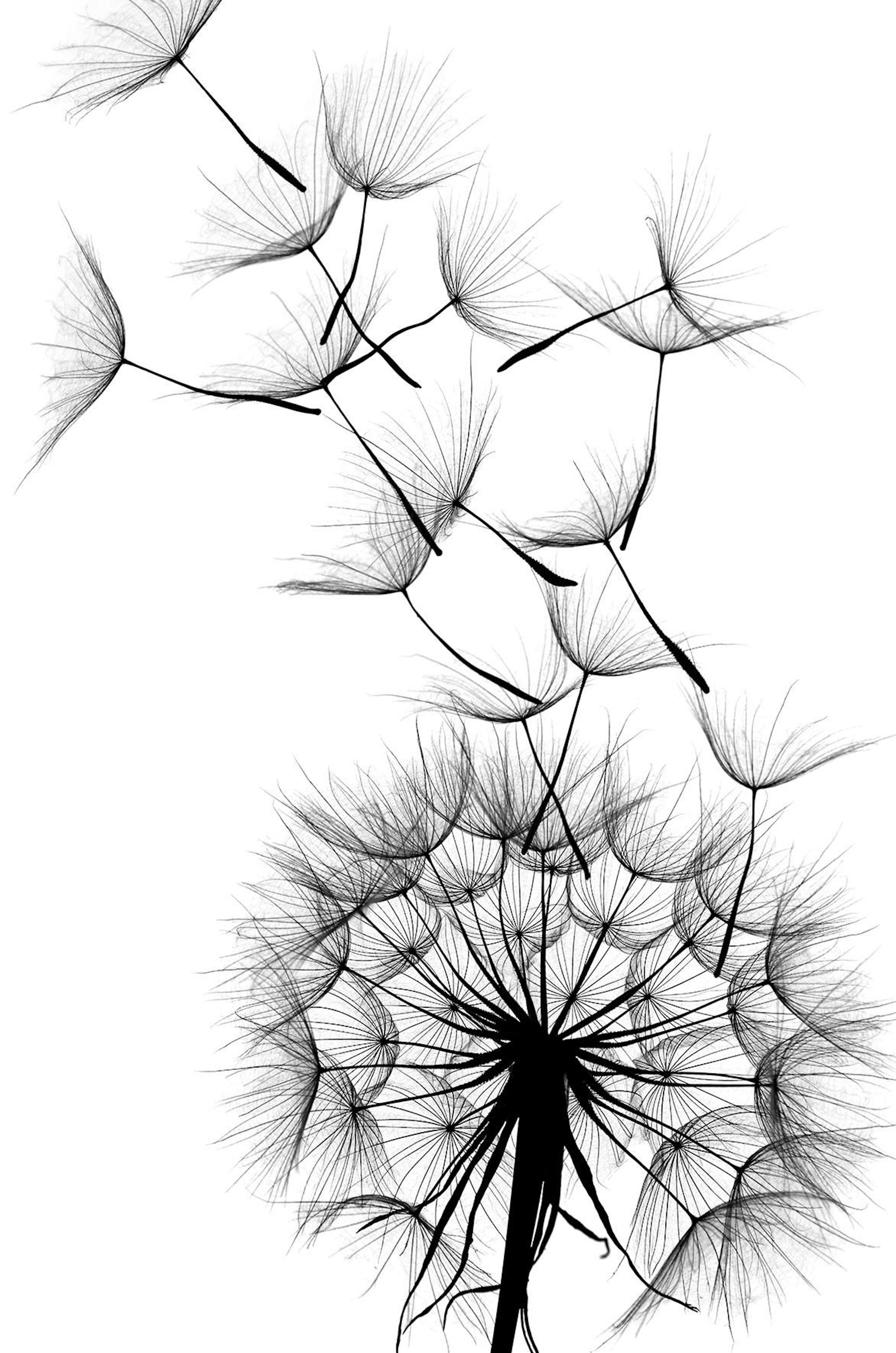 Dandelion No2 Poster
