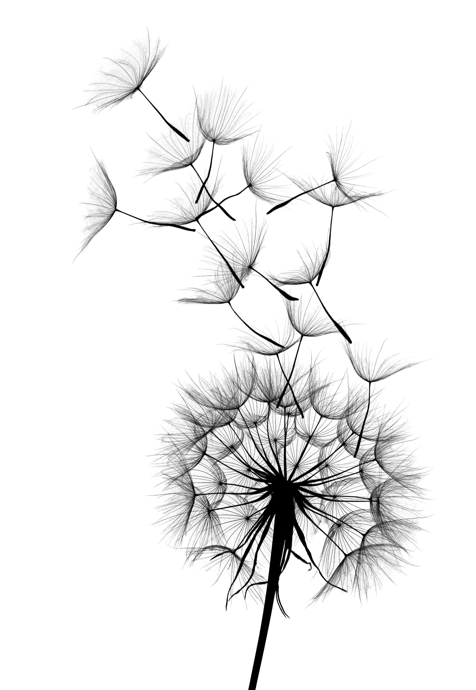 Dandelion No2 Affiche 0