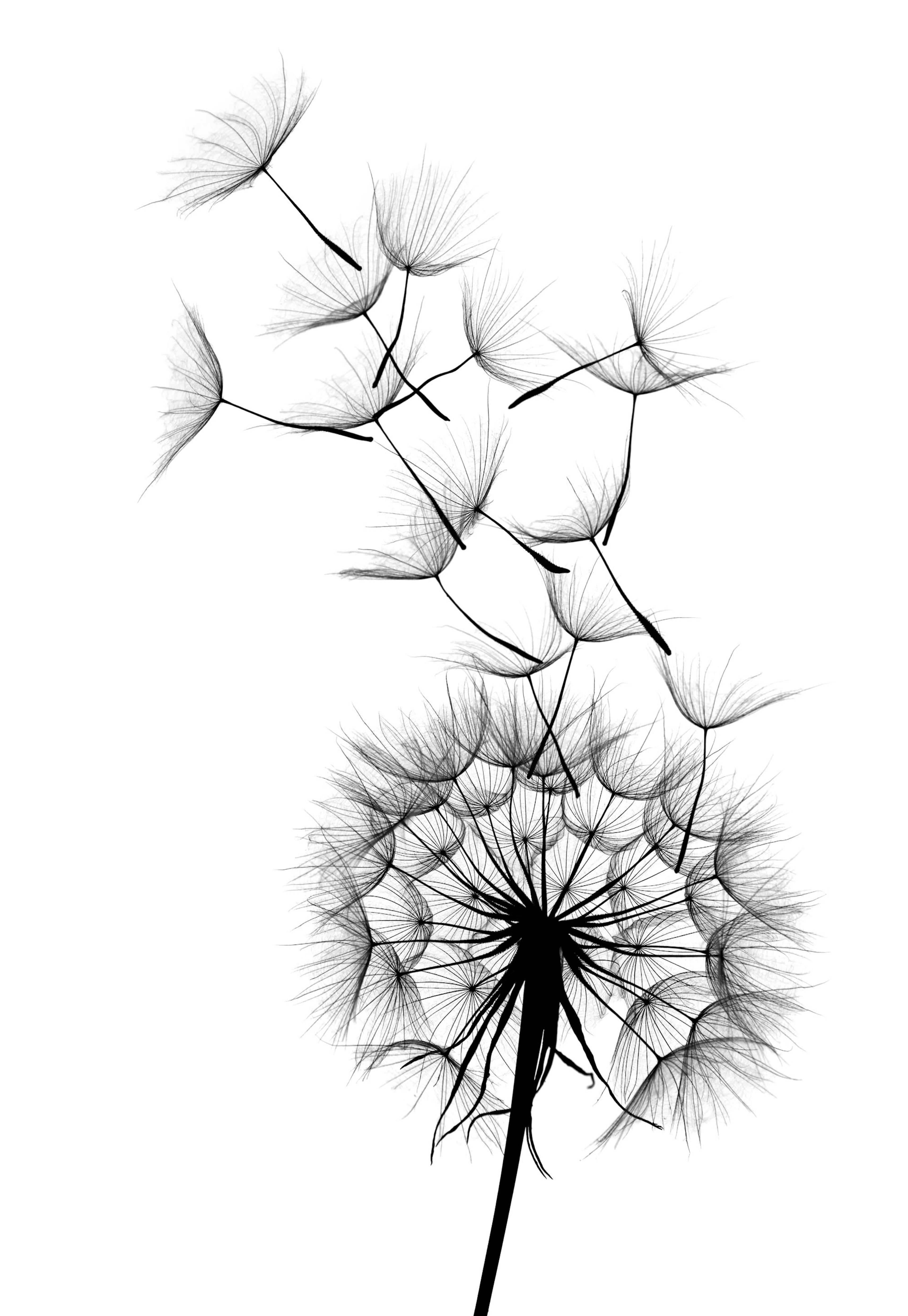 Dandelion No2 Poster 0