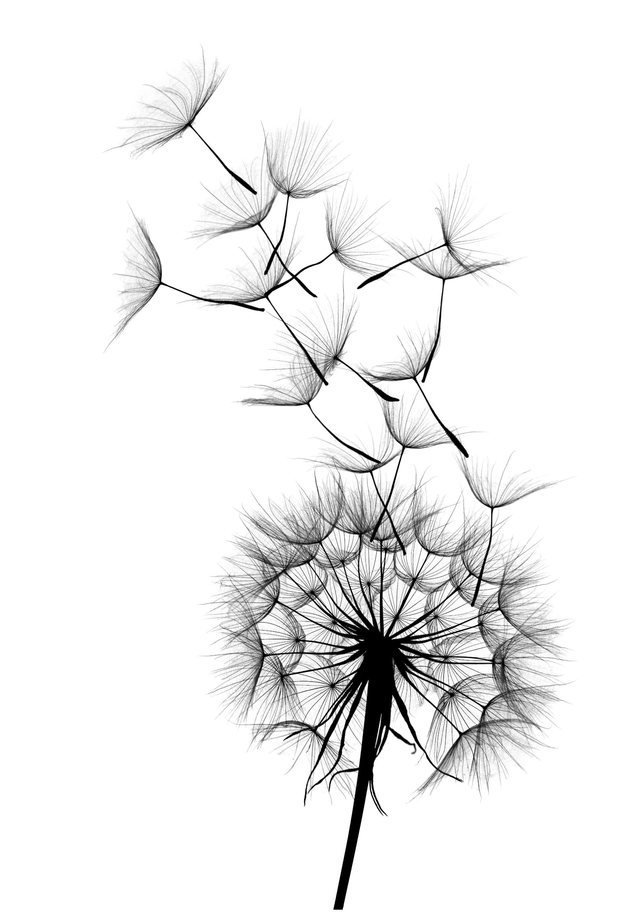 Dandelion No2 Plakat (13x18 cm)- Ilustracje
