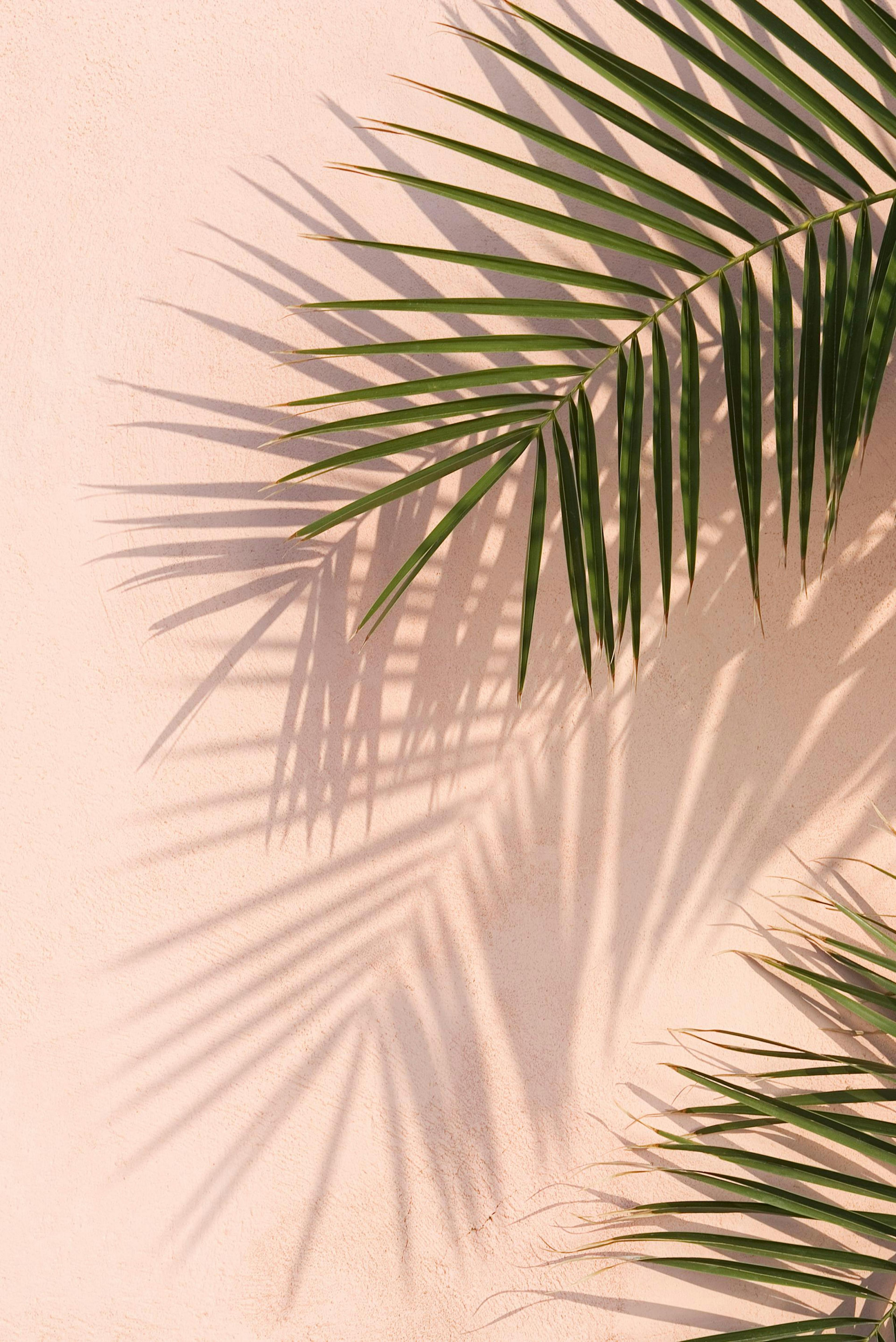 Pink Palm Print
