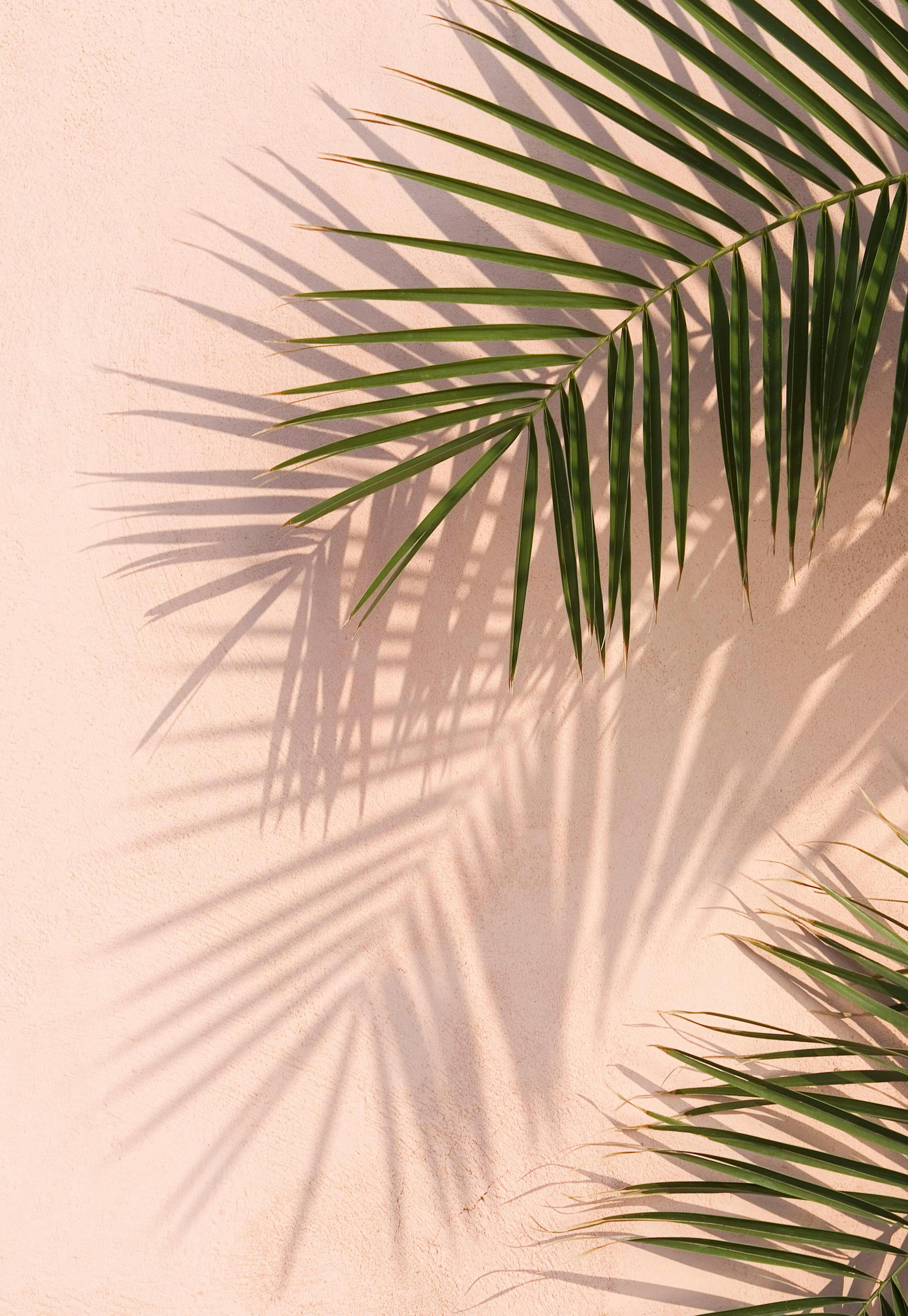 Pink Palm Poster 0