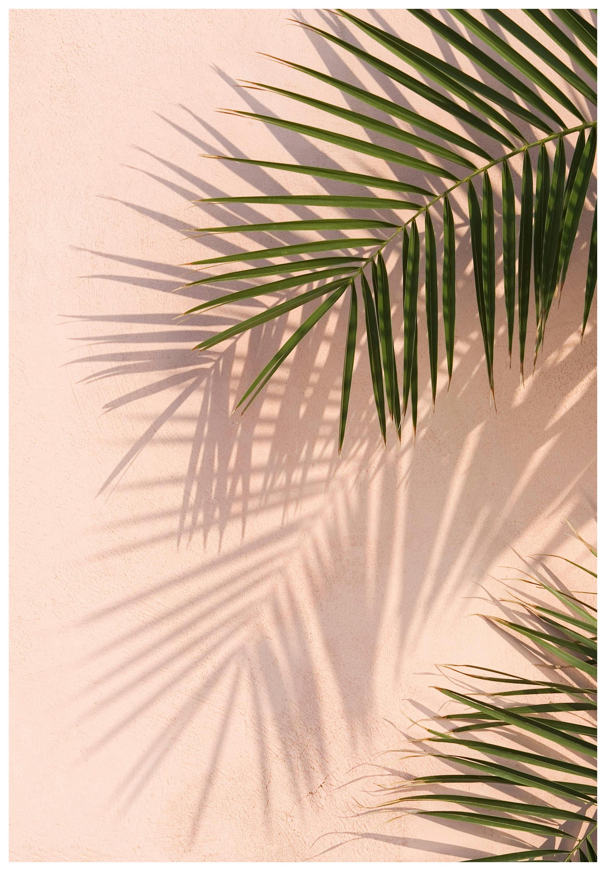 Pink Palm Poster (30x40 cm) -  Fotografien
