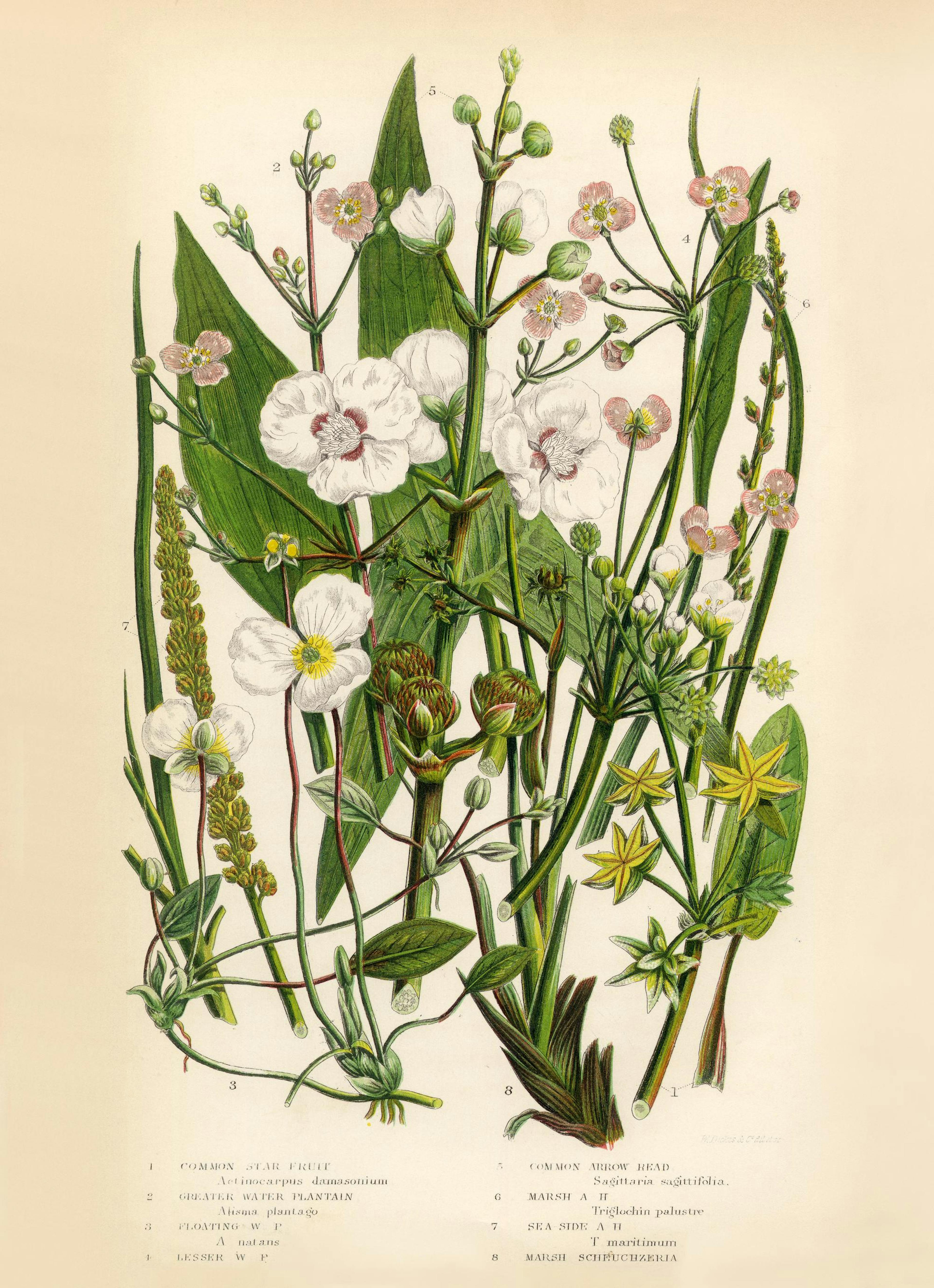 Vintage Flowers One Poster