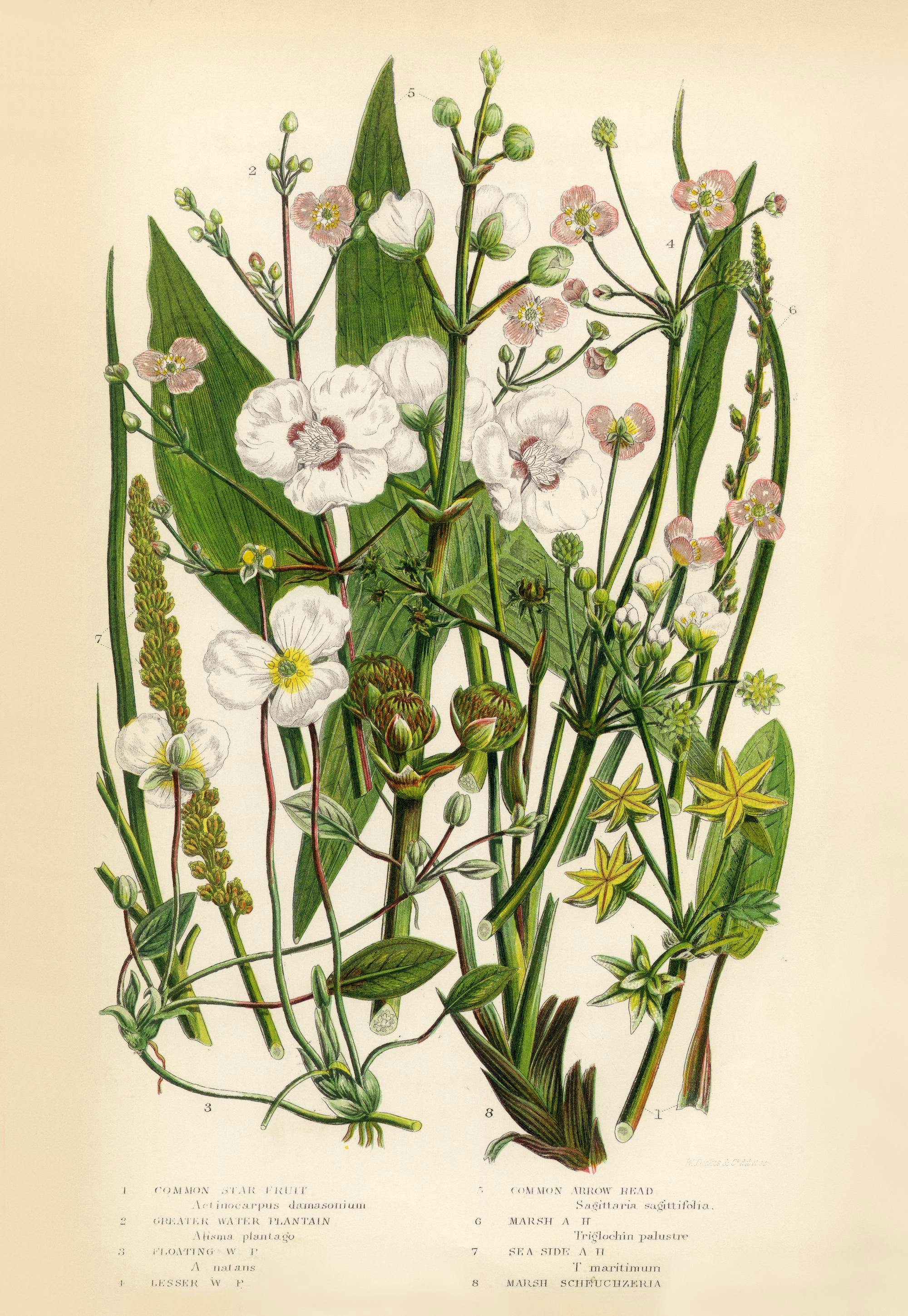 Vintage Flowers One Poster 0
