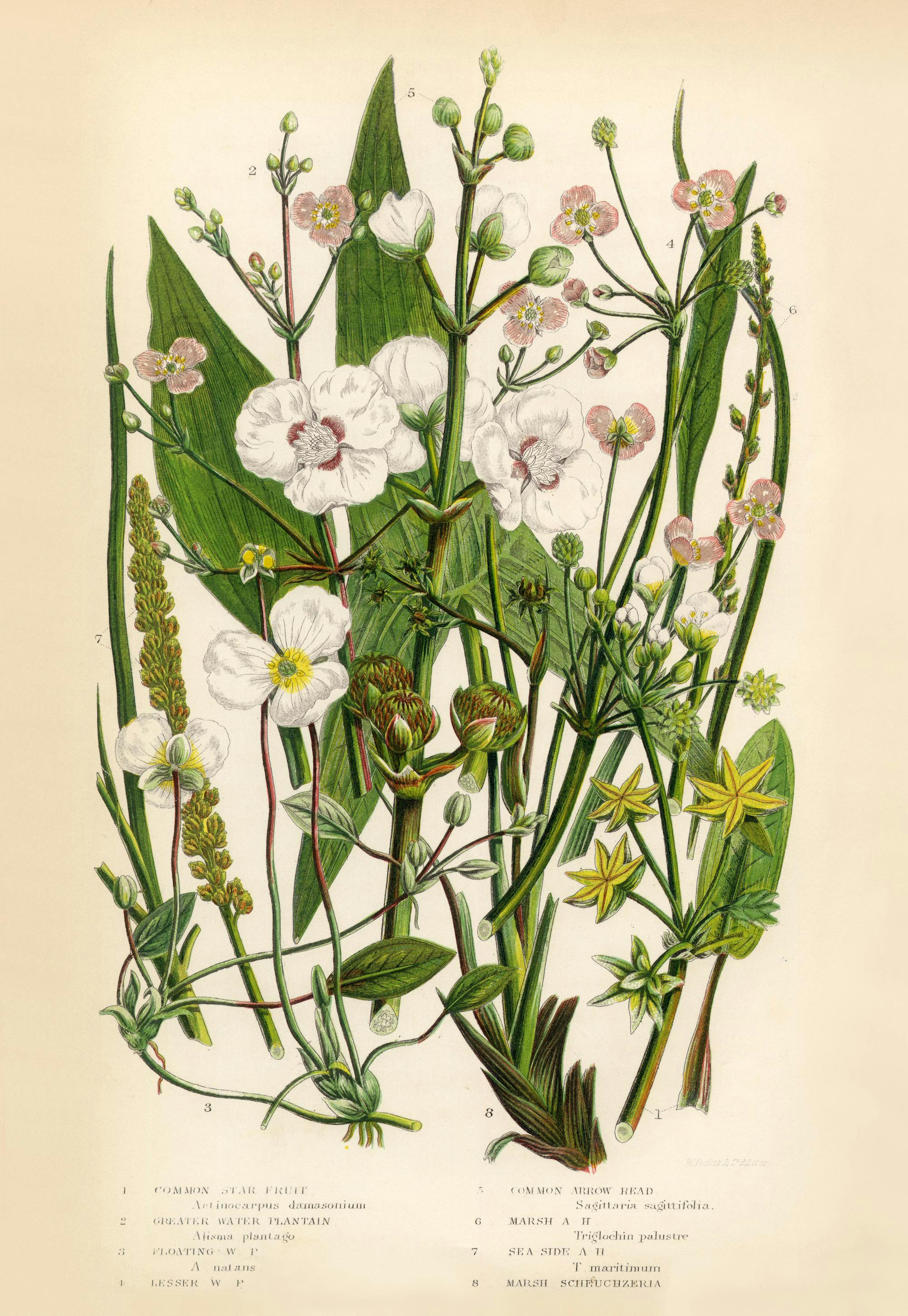 Vintage Flowers One Poster 0