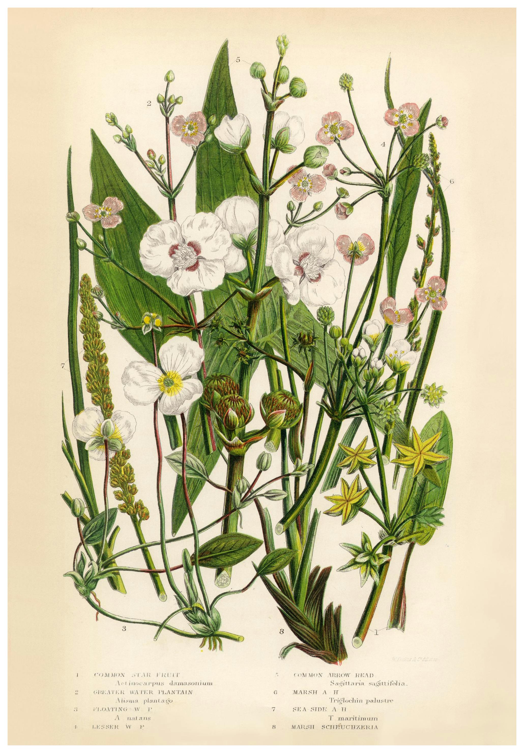Vintage Flowers One Affiche (21x30 cm) - Affiches vintage