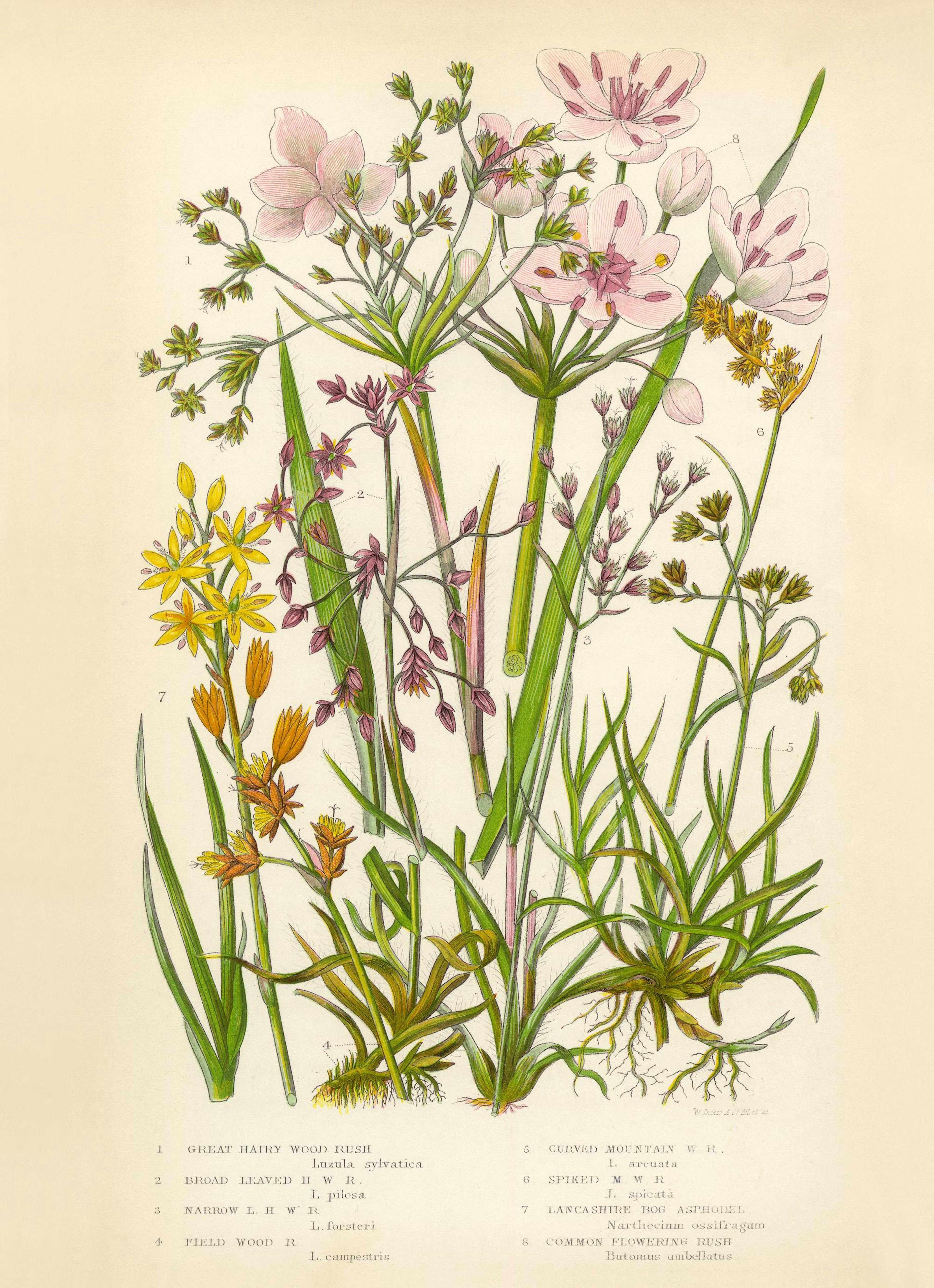 Vintage Flowers Two Print