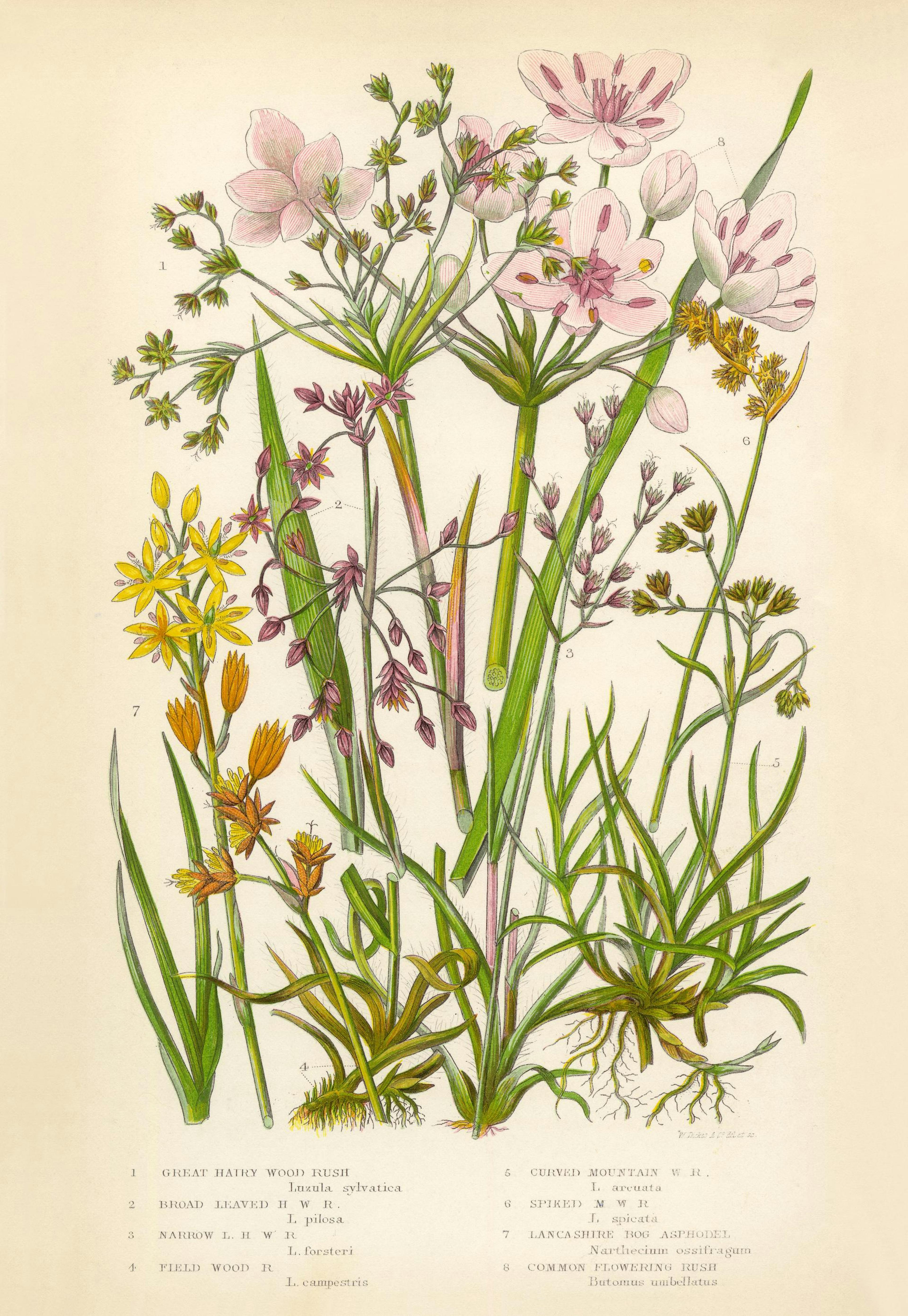 Vintage Flowers Two Poster 0