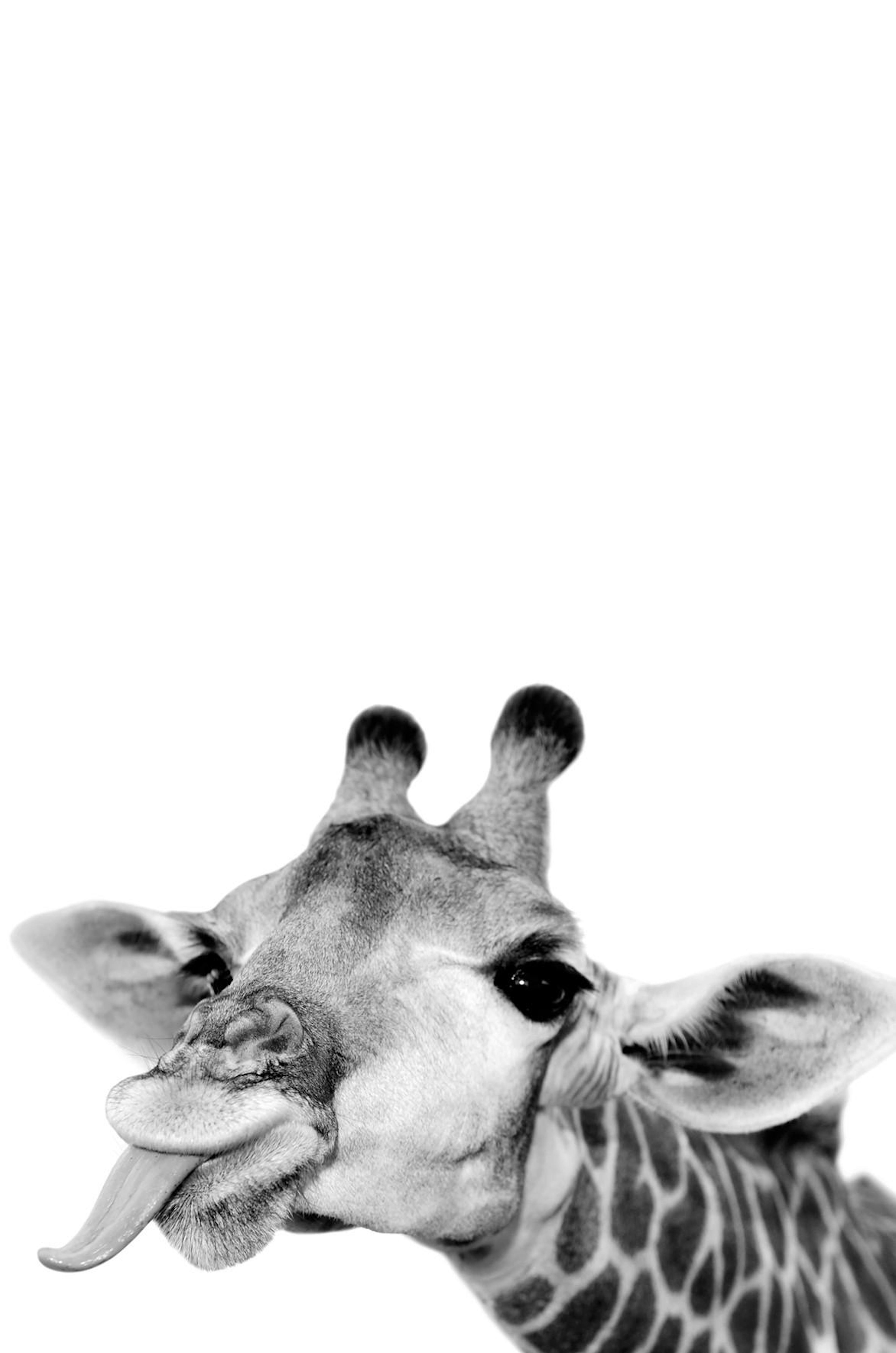 Goofy Giraffe Plakat
