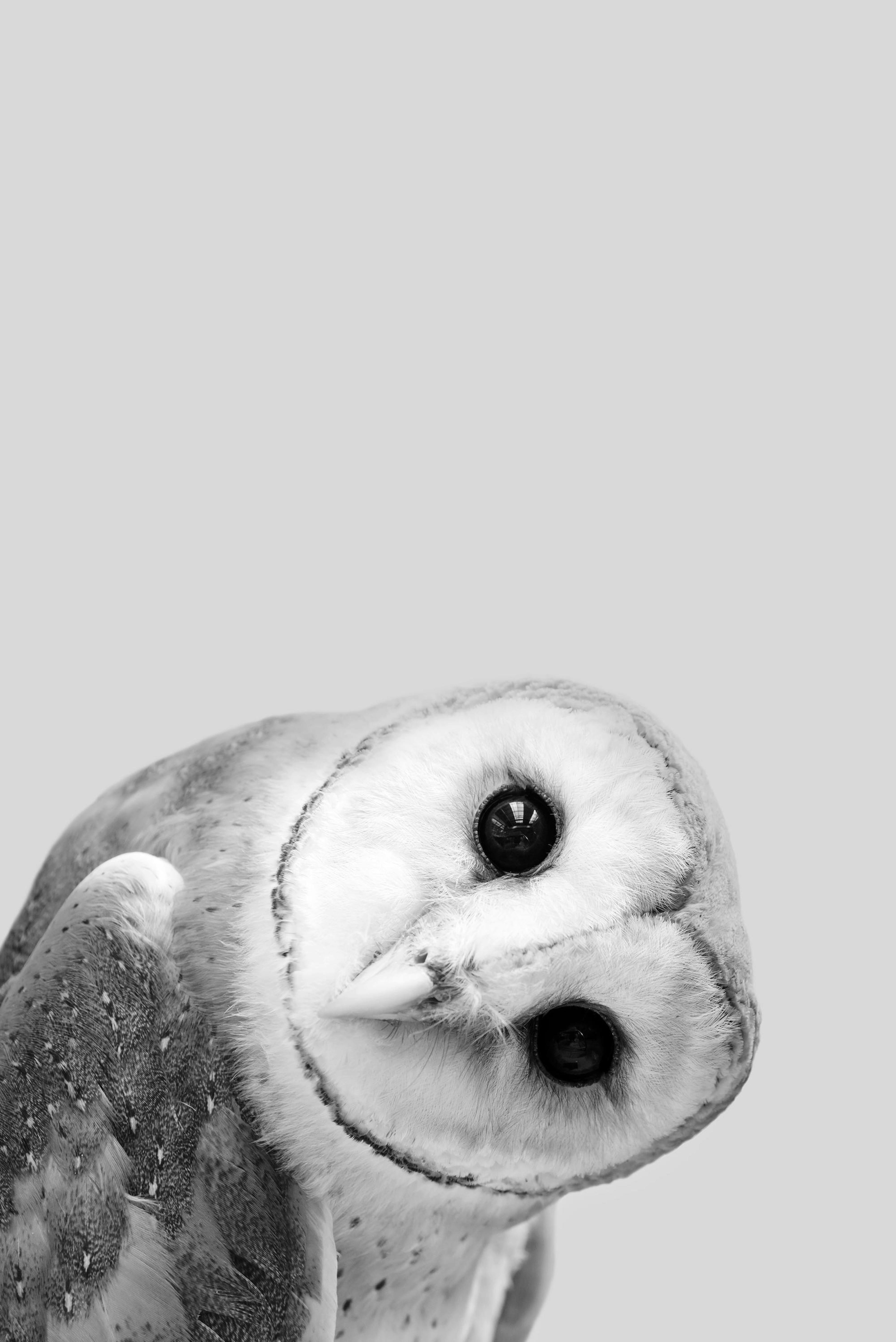 Owl Peekaboo Print