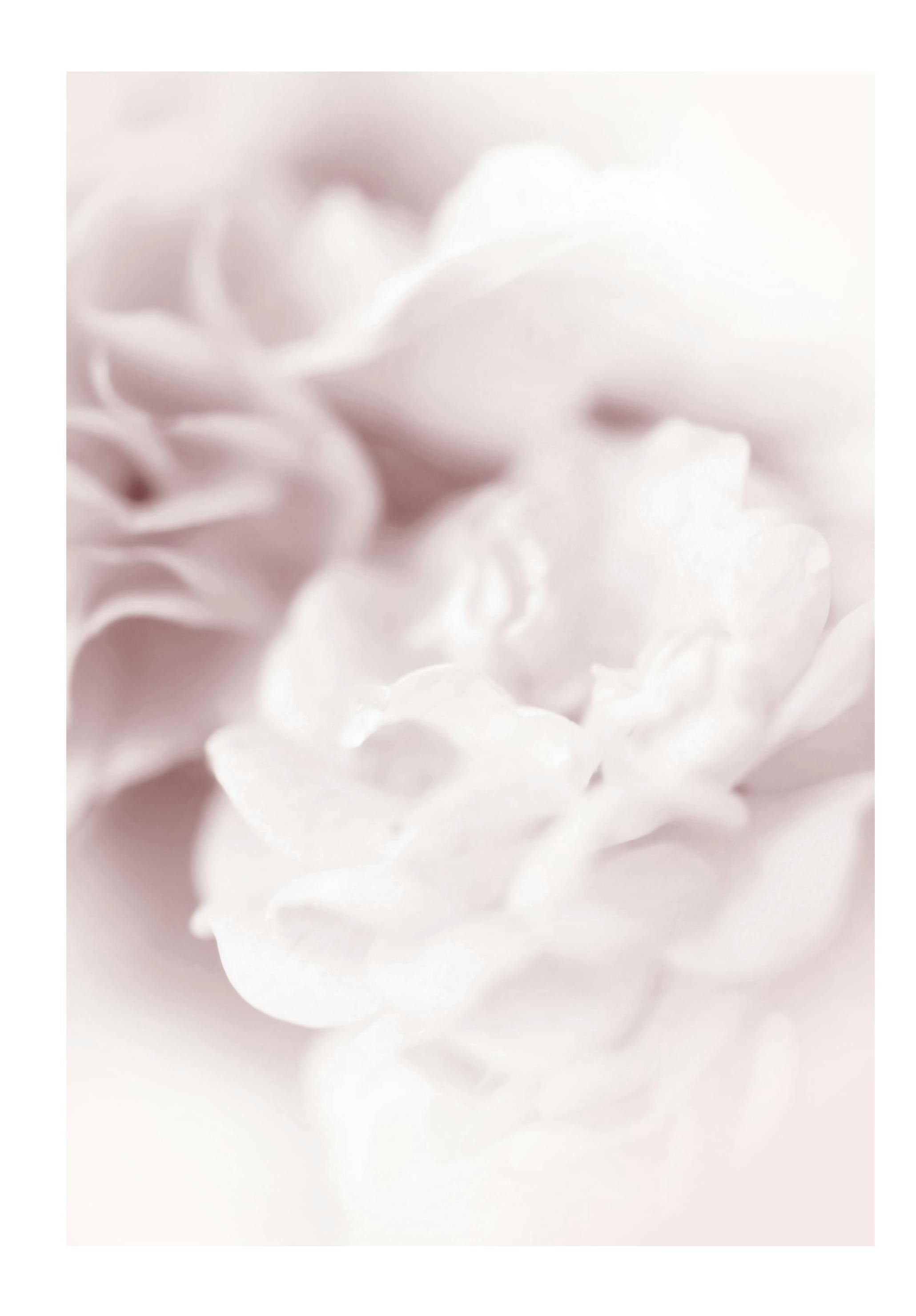 Prints - Dusty Pearl Print (50x70 cm) - Photography prints