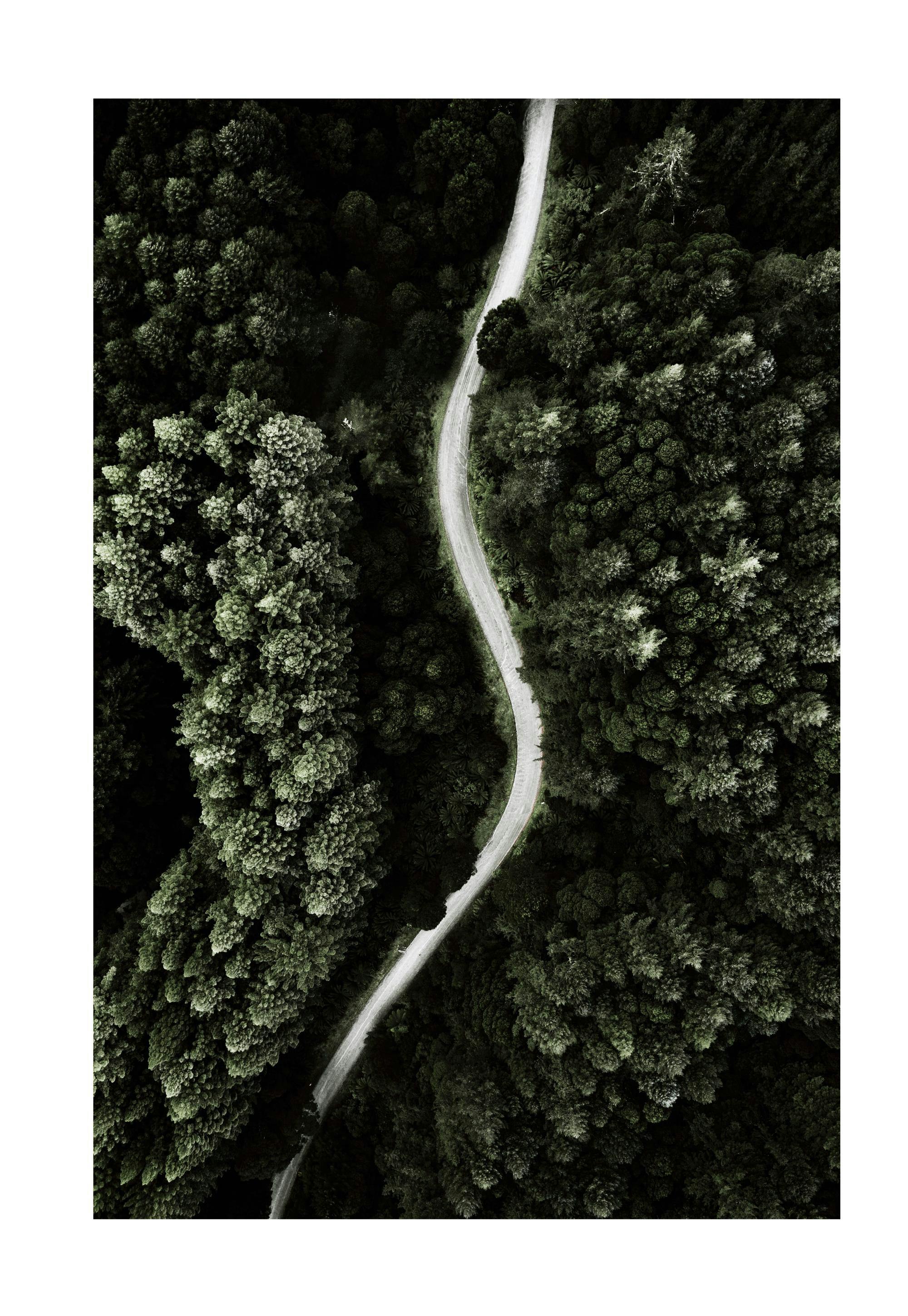 Forest Above Print 0
