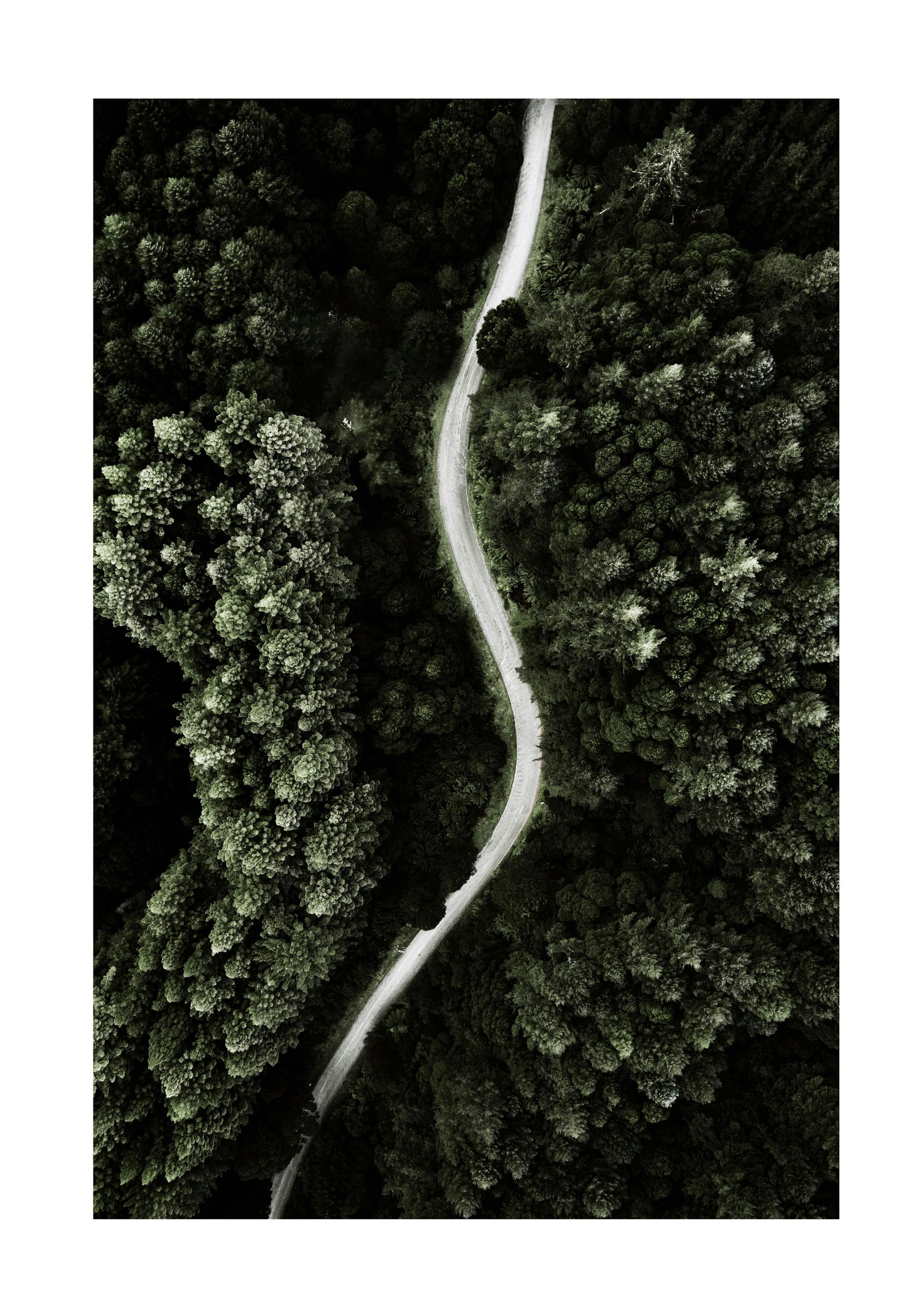 Forest Above Print 0