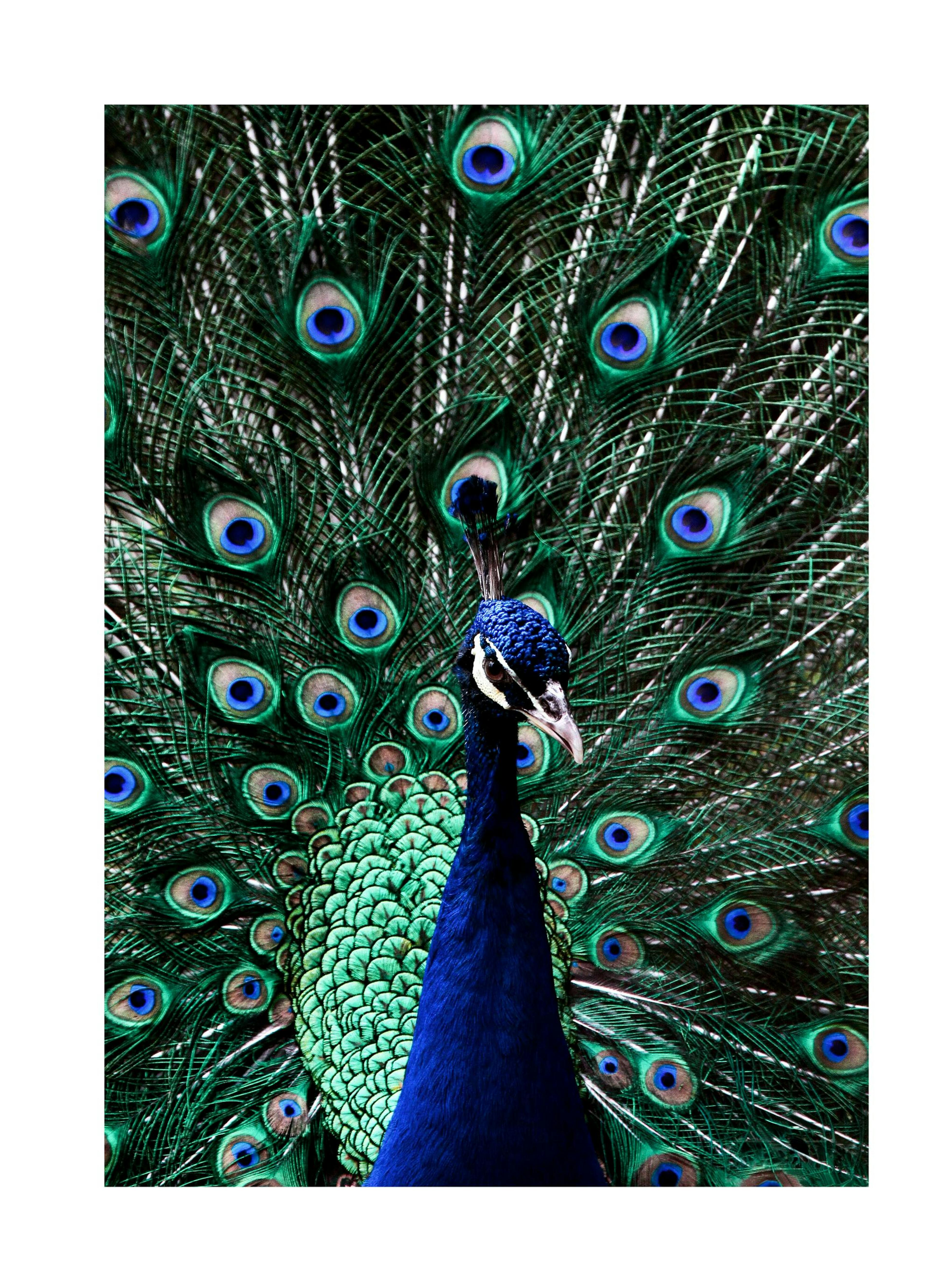 Peacock Poster